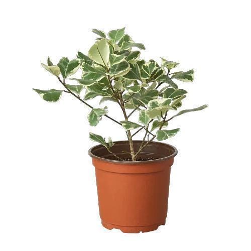 Ficus Elastica 'Triangularis' Variegated Indoor Plants 3' Pot Austin Jungle Co.