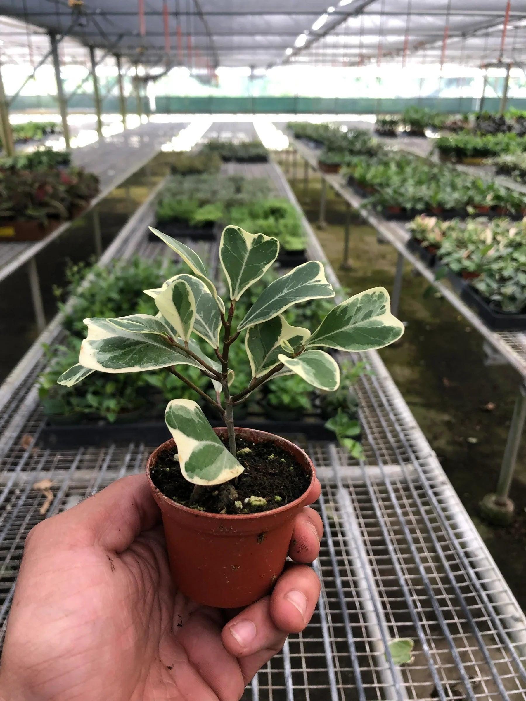 Ficus Elastica 'Triangularis' Variegated Indoor Plants 3' Pot Austin Jungle Co.
