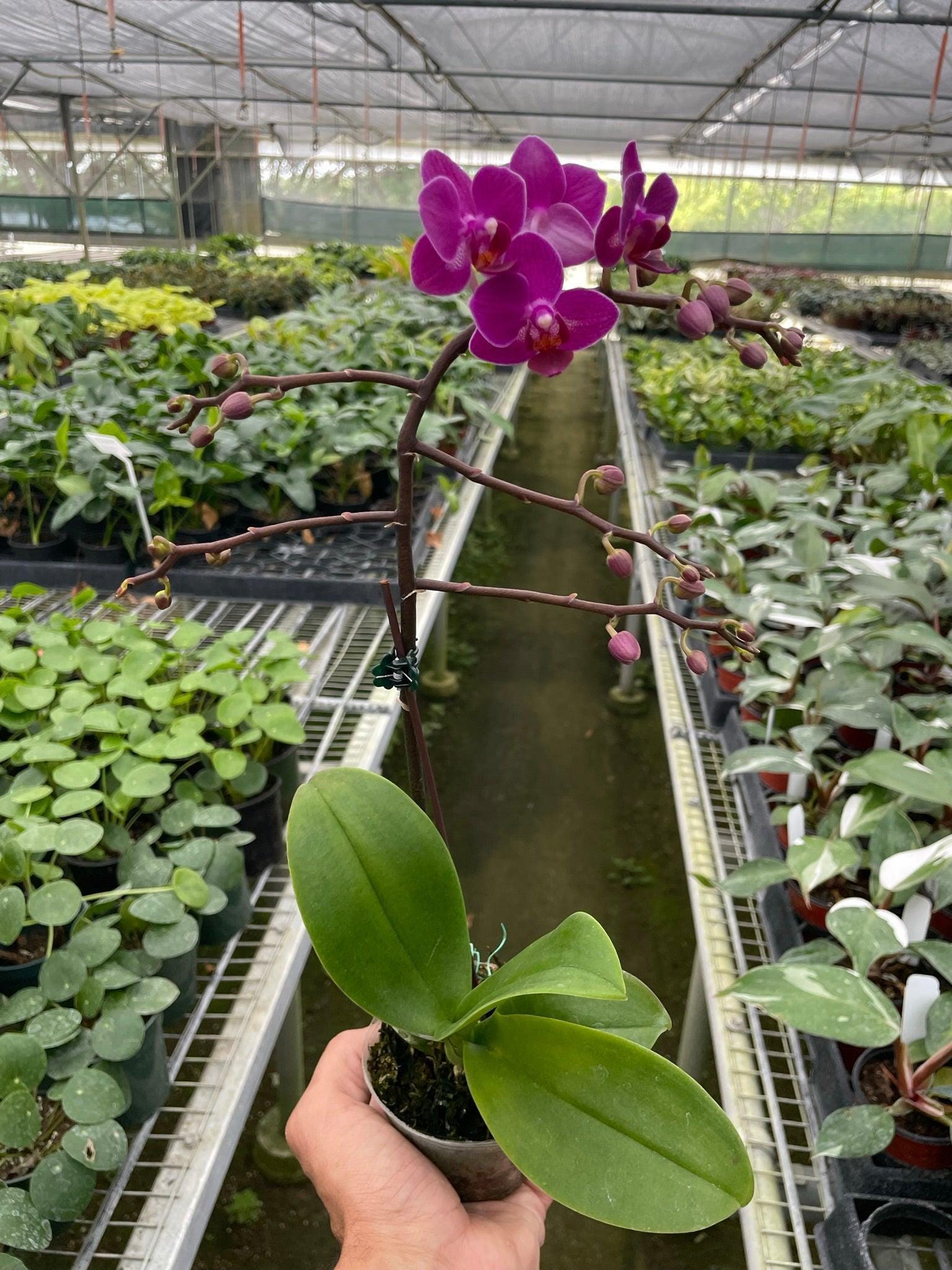 Orchid 'Purple Phalaenopsis' 3" Pot / Double Spike Austin Jungle Co.