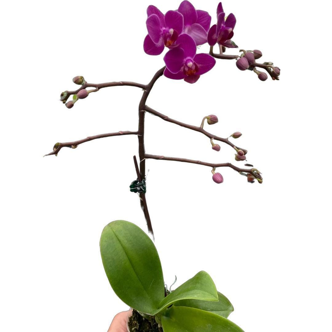 Orchid 'Purple Phalaenopsis' 3" Pot / Double Spike Austin Jungle Co.