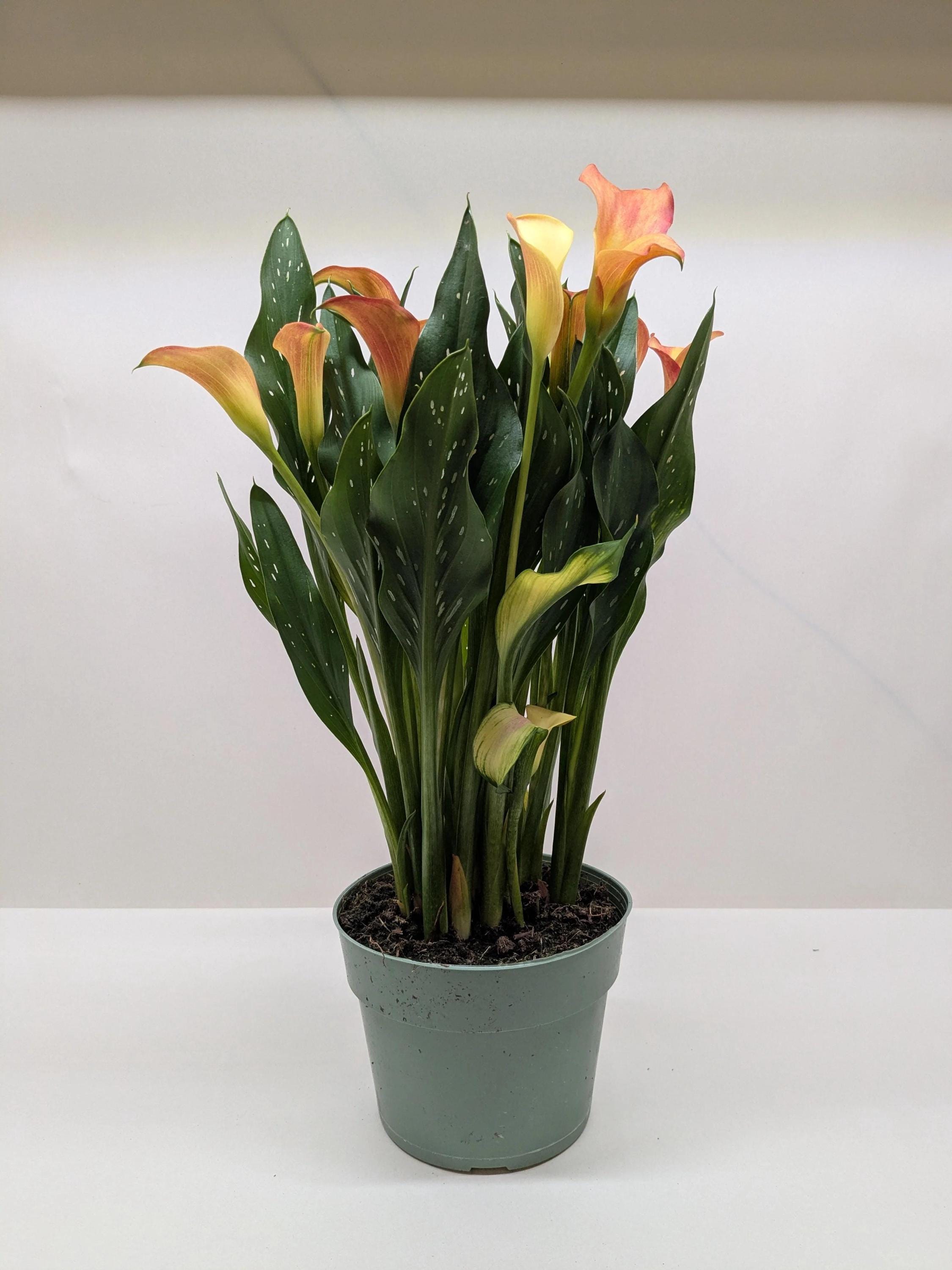Calla Lily 6" Plant (2pk/$4.5) ($15 Ship/63oz) 4" Pot / Pink Austin Jungle Co.