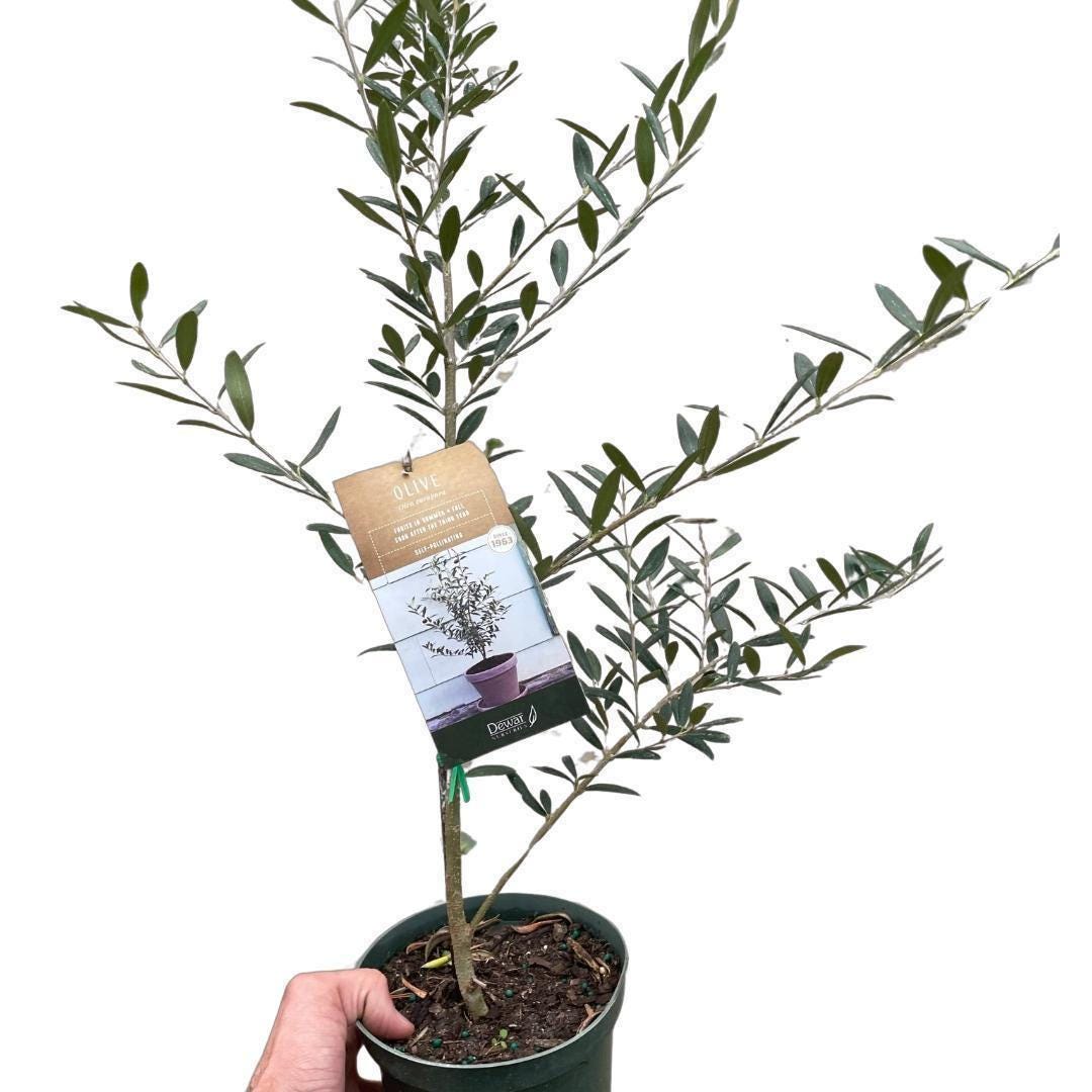 Common Olive Tree (Olea europaea)
