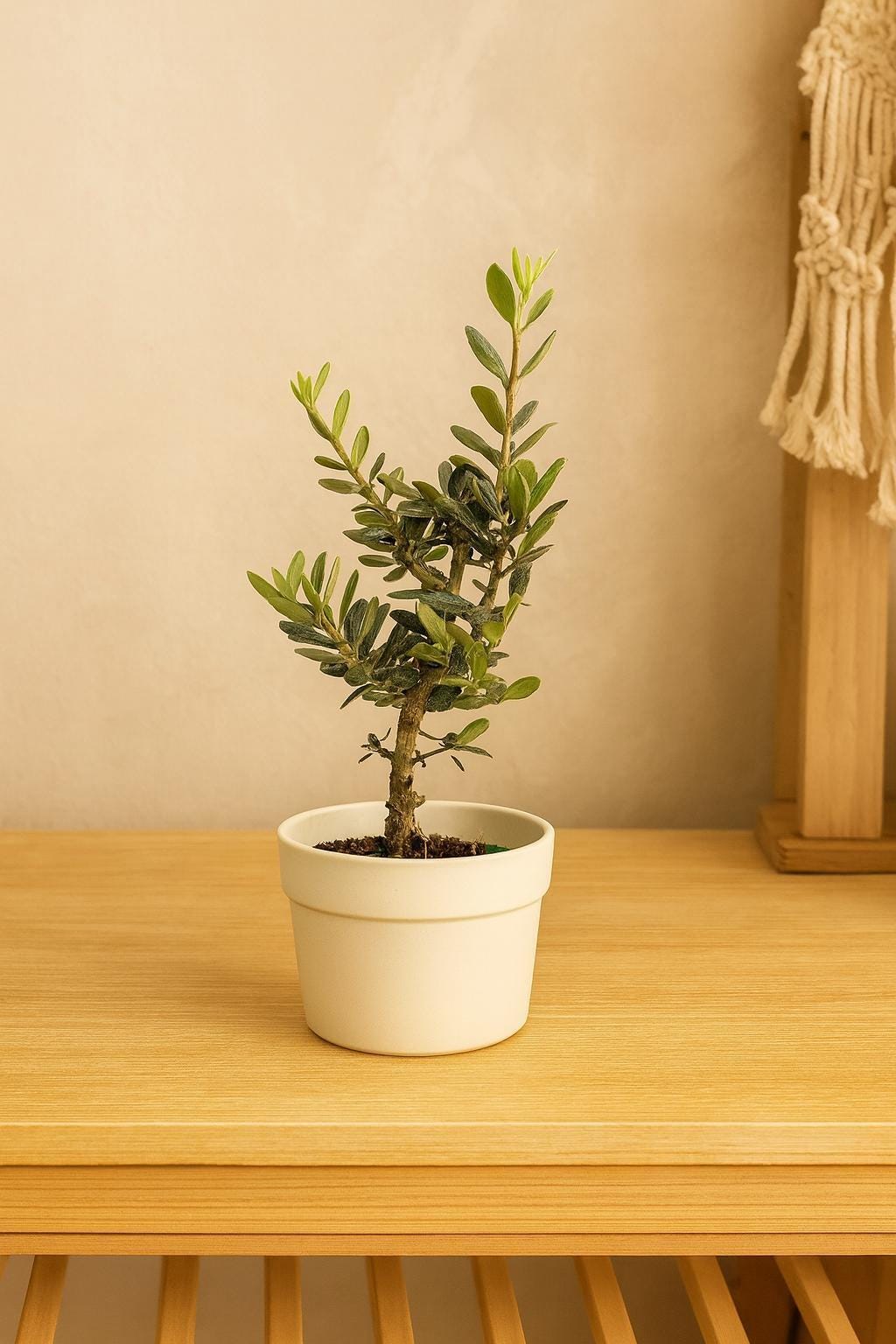 Common Olive Tree (Olea europaea)