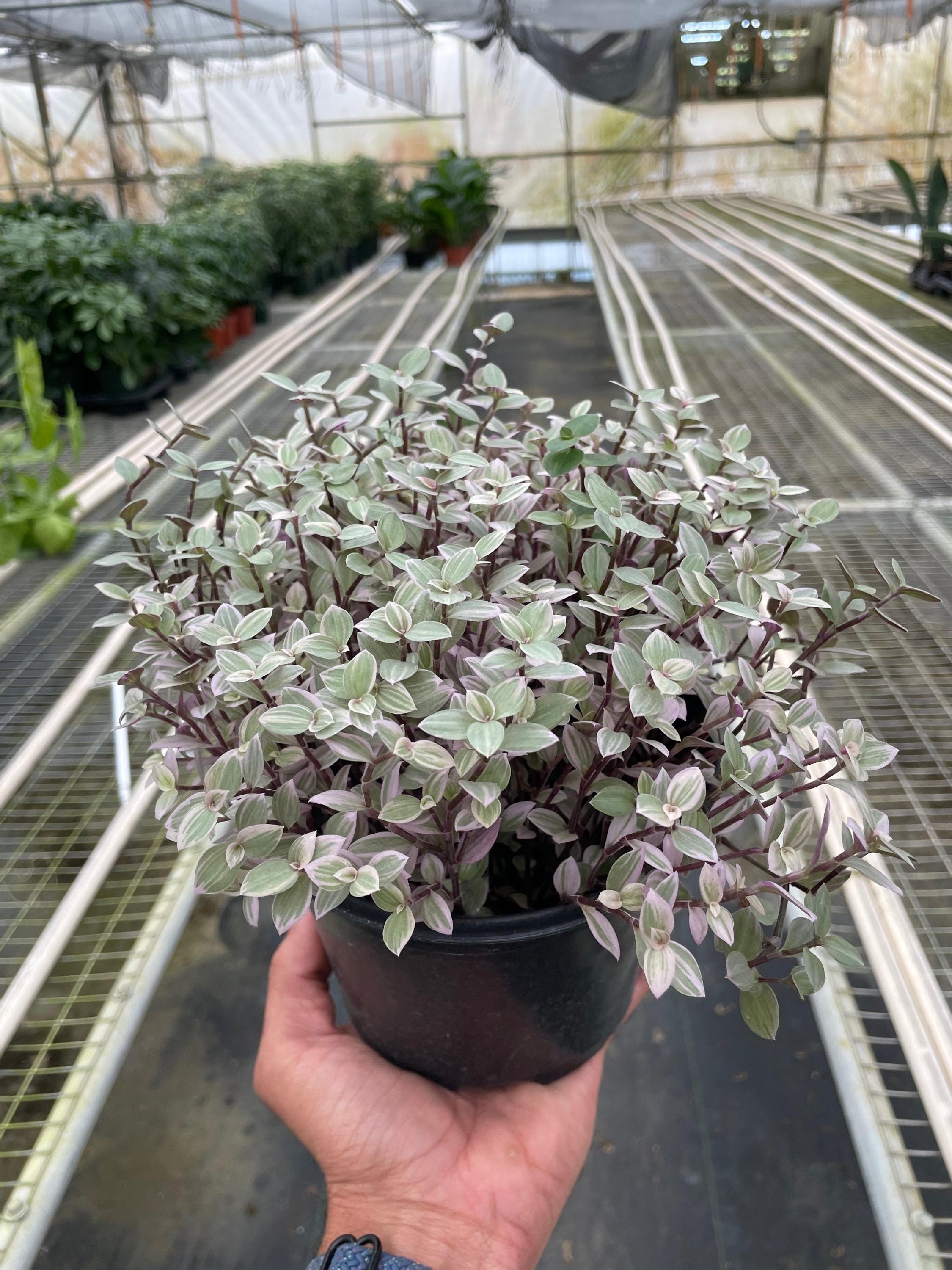 Tradescantia Callisia 'Pink Panther' Default 6" Pot Austin Jungle Co.