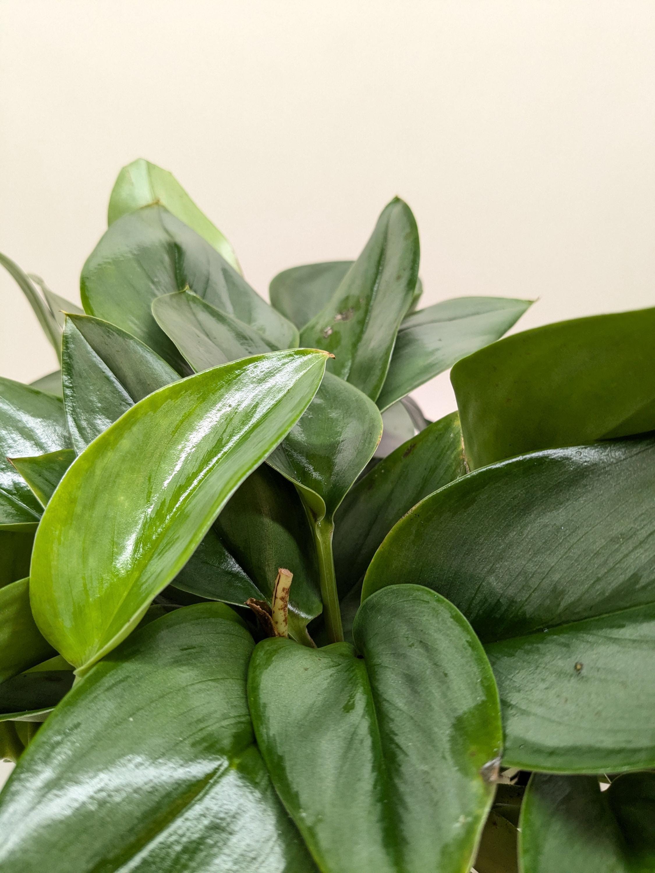 Scindapsus Platinum Java Indoor Plants 6" Pot Austin Jungle Co.