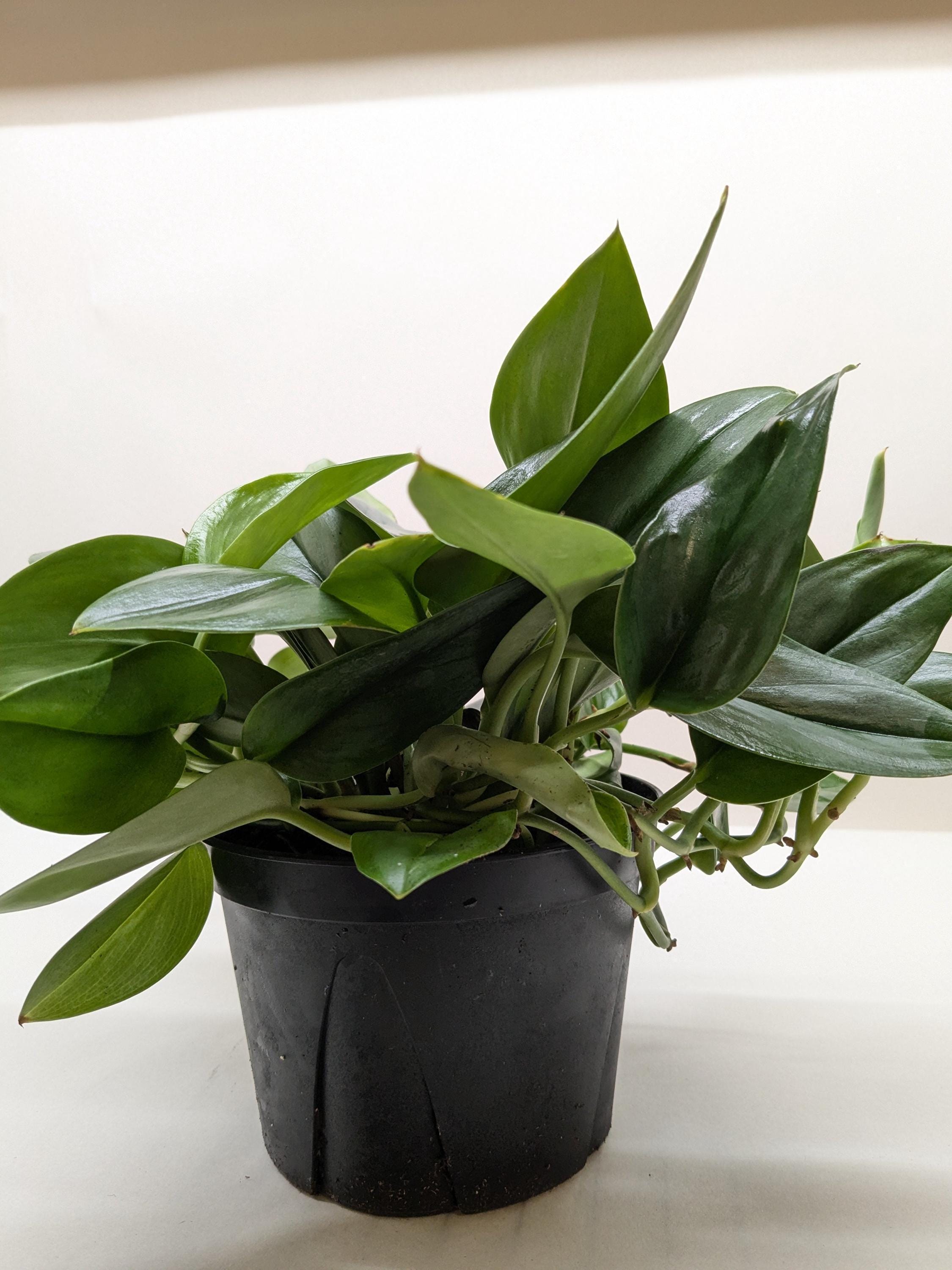 Scindapsus Platinum Java Indoor Plants 6" Pot Austin Jungle Co.