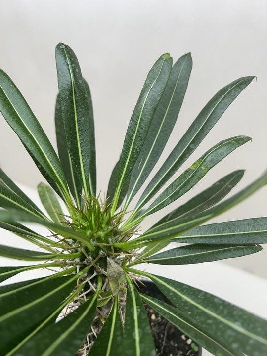 Pachypodium 'lamerei' (Madagascar Palm) Indoor Plants 4" Pot Austin Jungle Co.