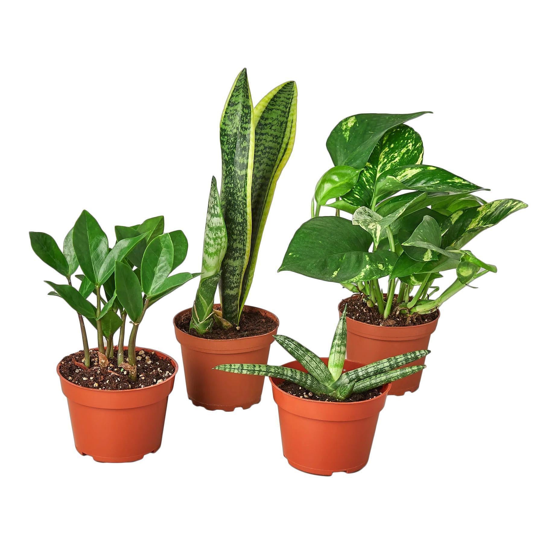 Easy Care Houseplant Bundle: Low Maintenance Indoor Plants (4 Plants) 3" Austin Jungle Co.