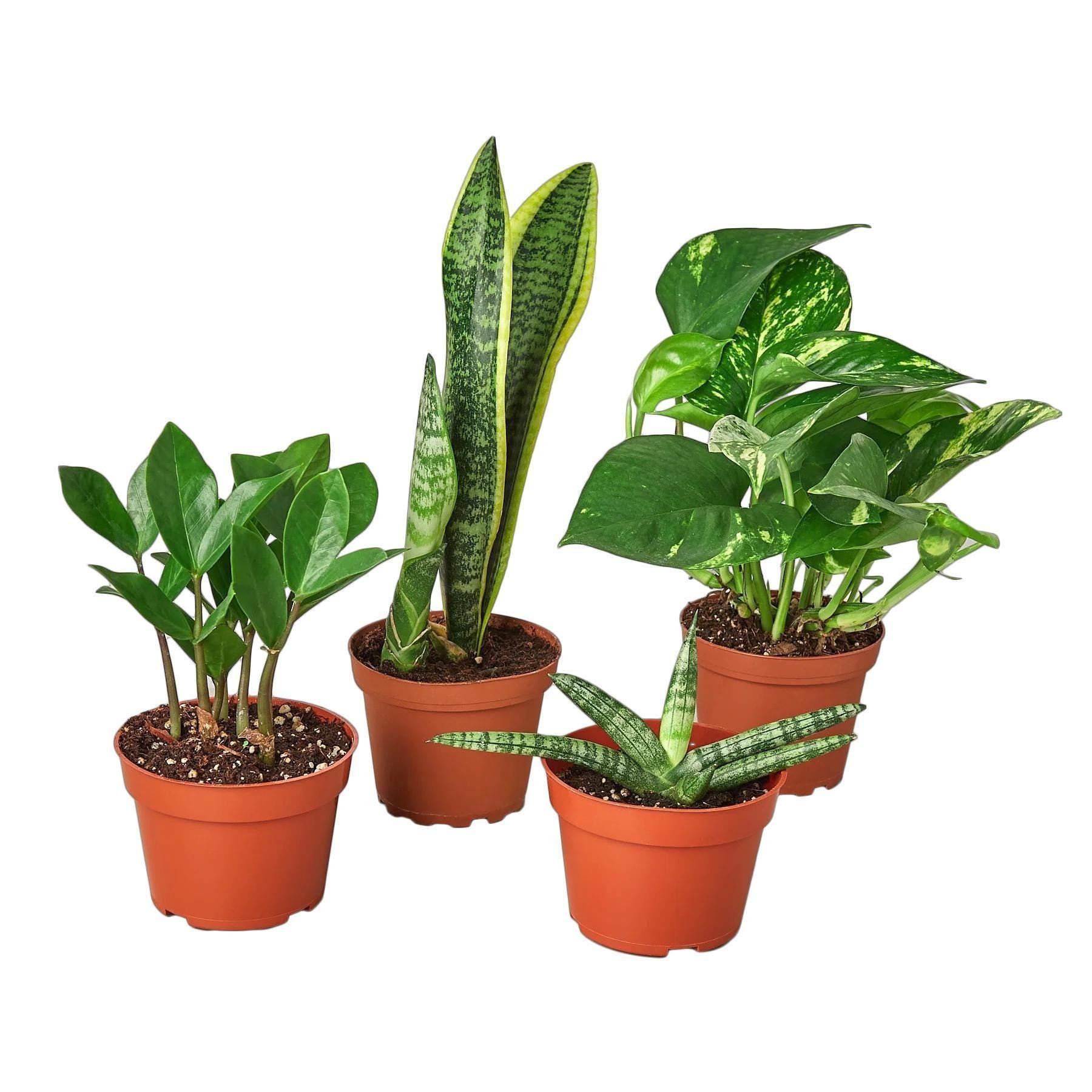 Easy Care Houseplant Bundle: Low Maintenance Indoor Plants (4 Plants)