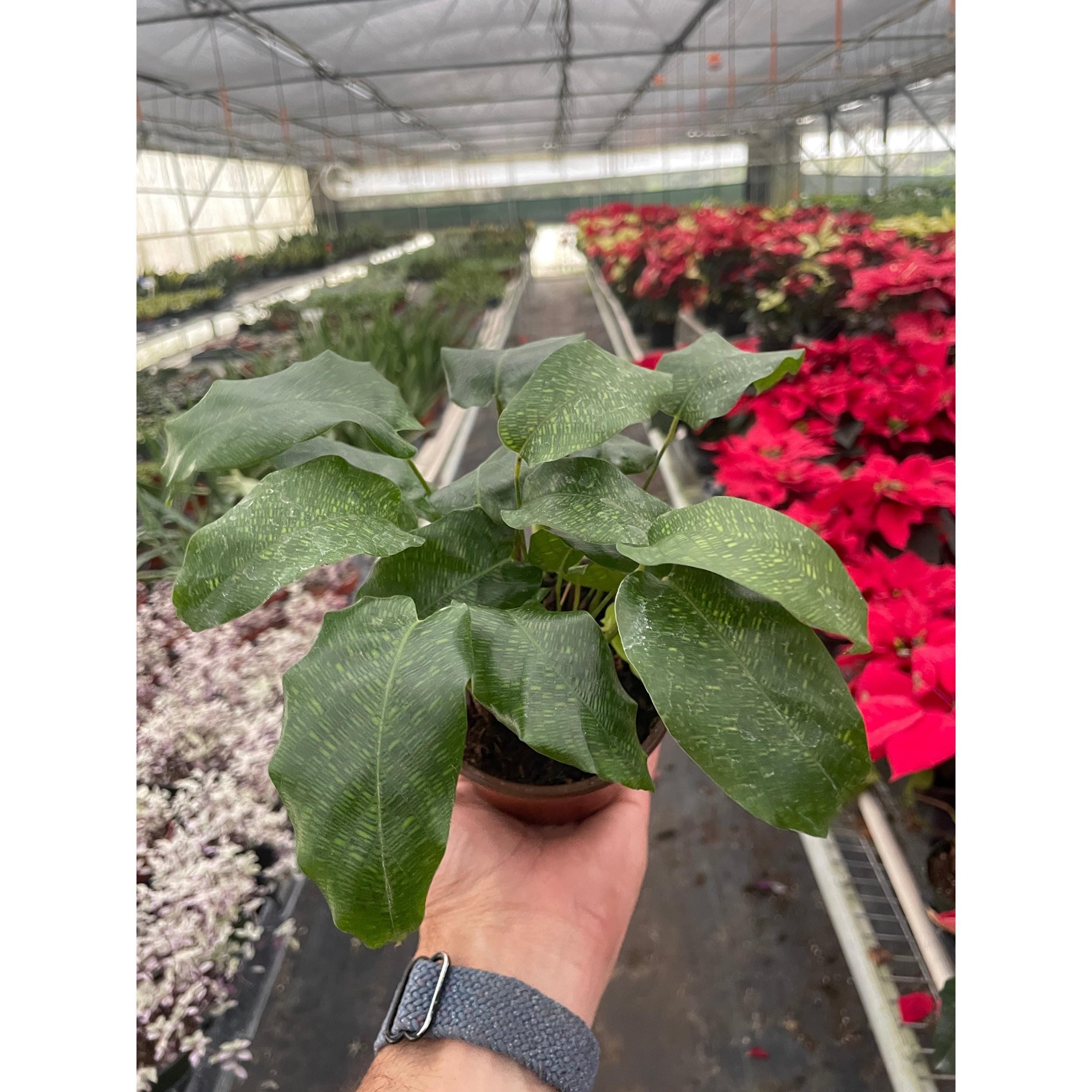 Calathea 'Musaica' 4" Plant 4" Pot Austin Jungle Co.