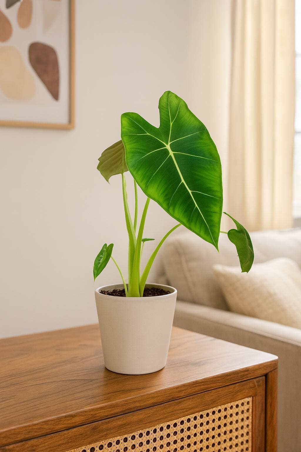 Alocasia Micholitziana 'Frydek'