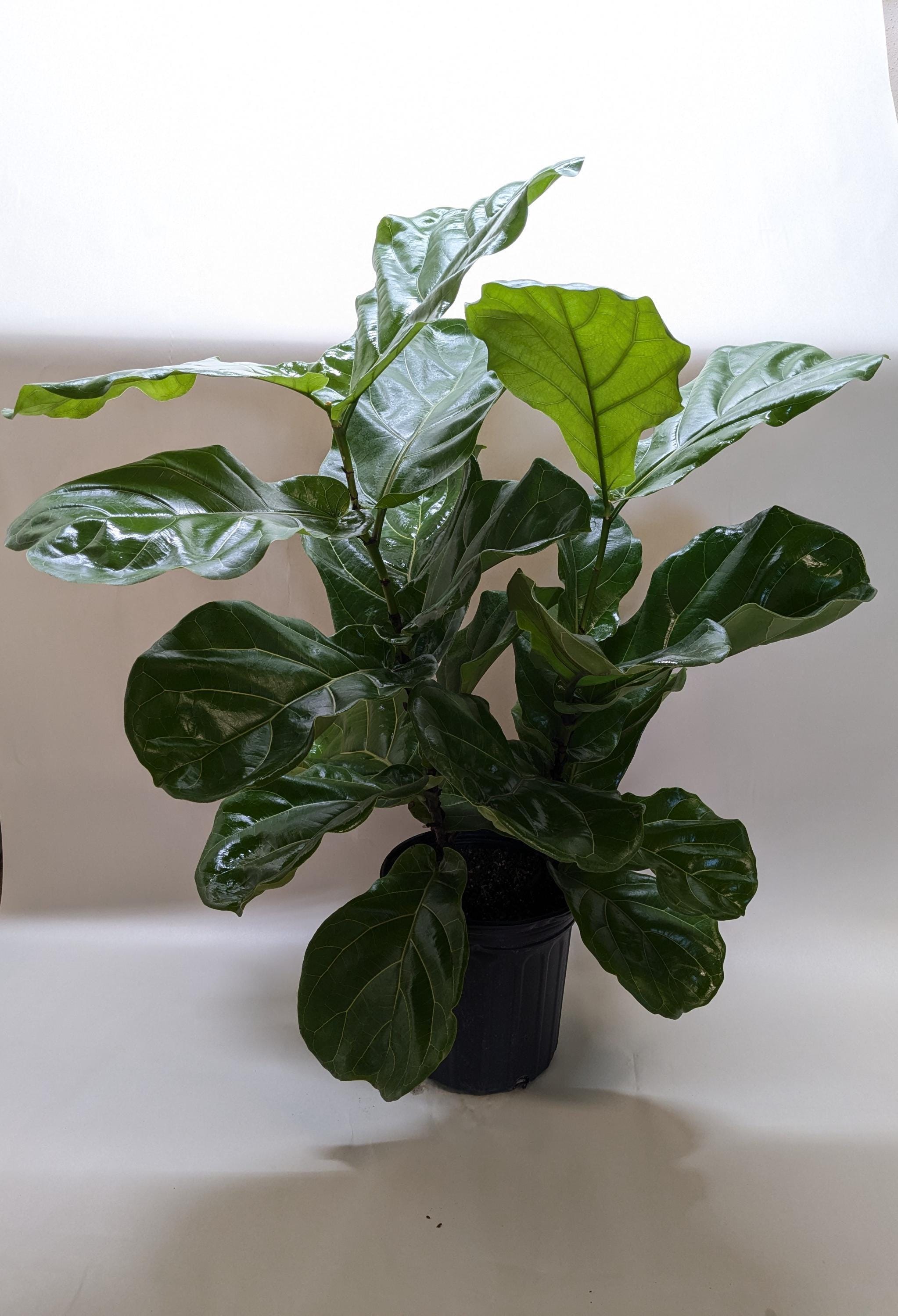 Ficus Lyrata 'Fiddle Leaf Fig' Indoor Plants 2" Pot Austin Jungle Co.