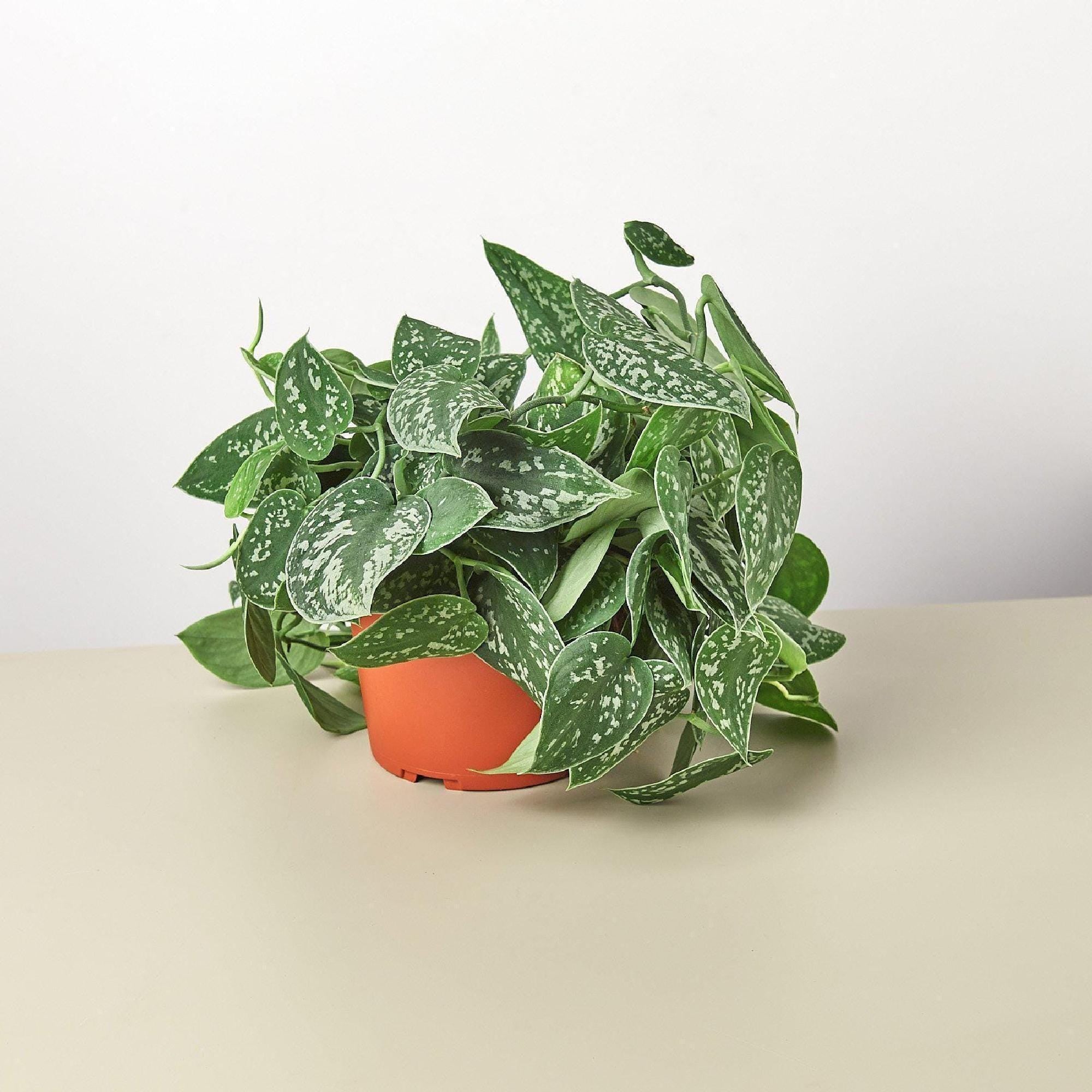 Satin Pothos Indoor Plant – Scindapsus Pictus Argyraeus, Silvery Variegated Vine, Easy Care Trailing for Hanging, Pet Friendly Gift