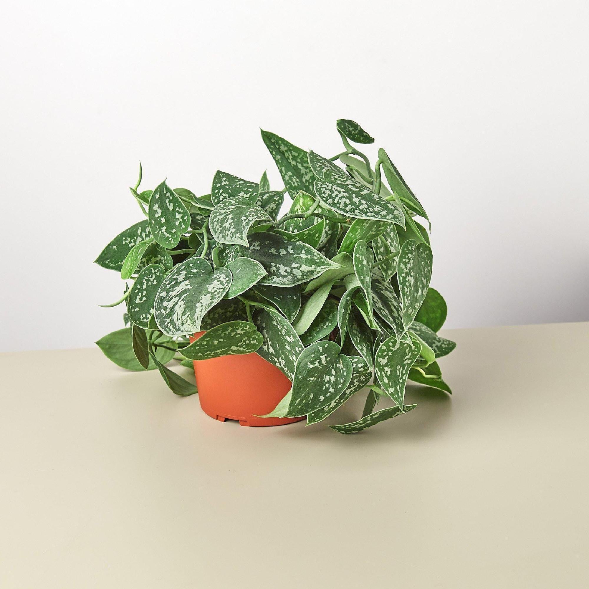 Pothos 'Satin' Indoor Plants 6" Pot / Nursery Pot Austin Jungle Co.