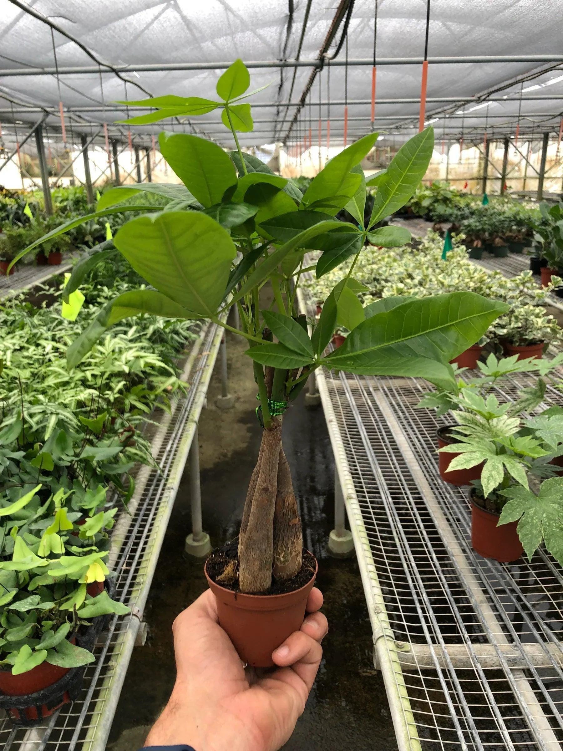 Money Tree 'Guiana Chestnut' Pachira Braid Indoor Plants 3" Pot / Nursery Pot Austin Jungle Co.