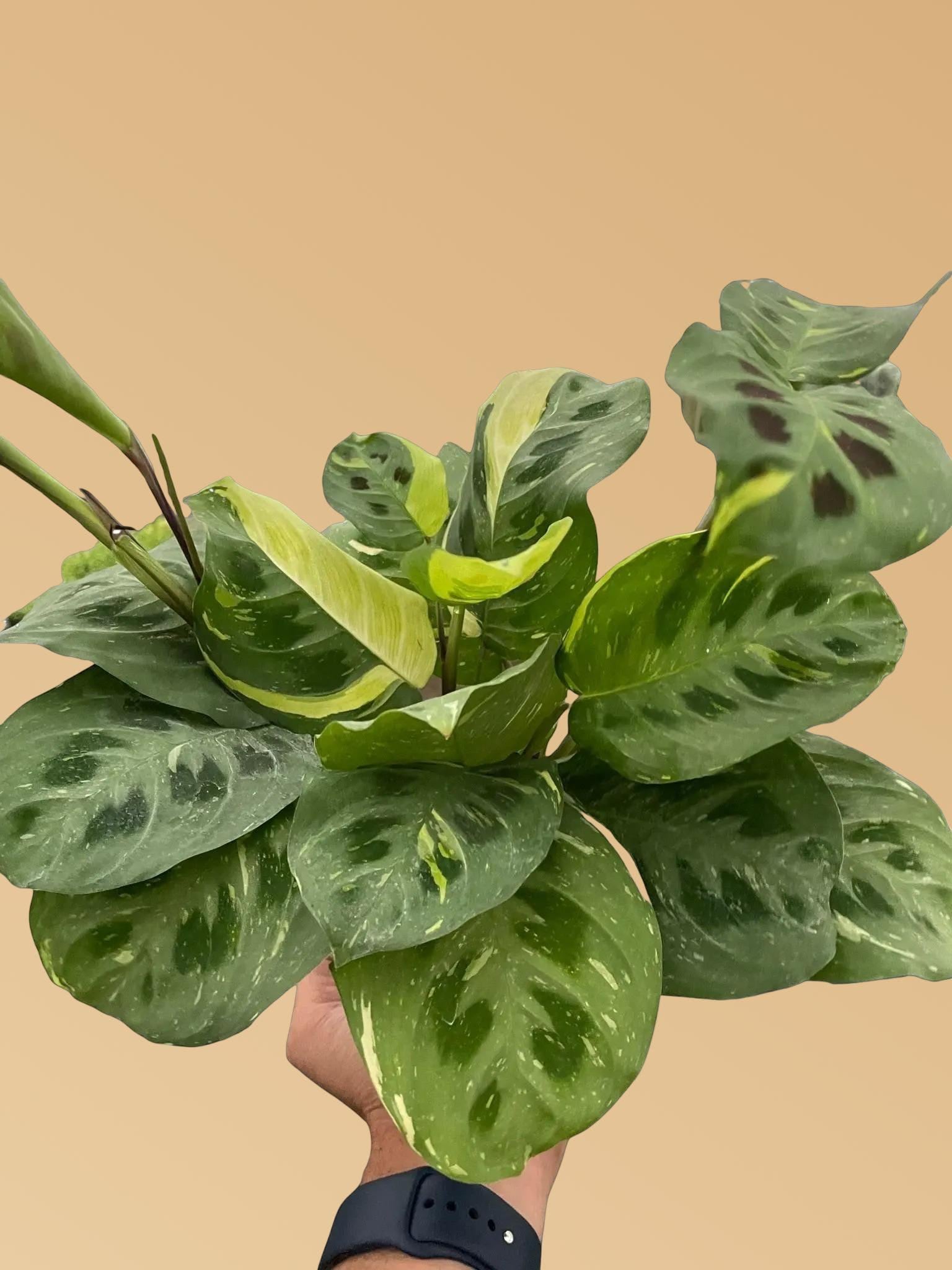 Maranta Variegated 'Beauty Kim'