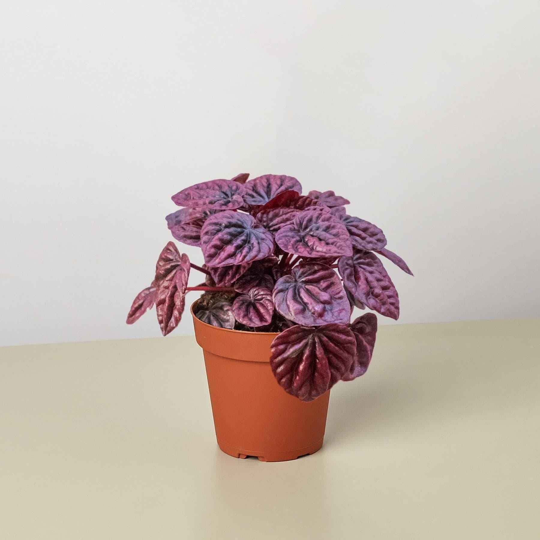 Peperomia 'Ripple Red' 4" Plant (1) ($4) 3" Pot Austin Jungle Co.