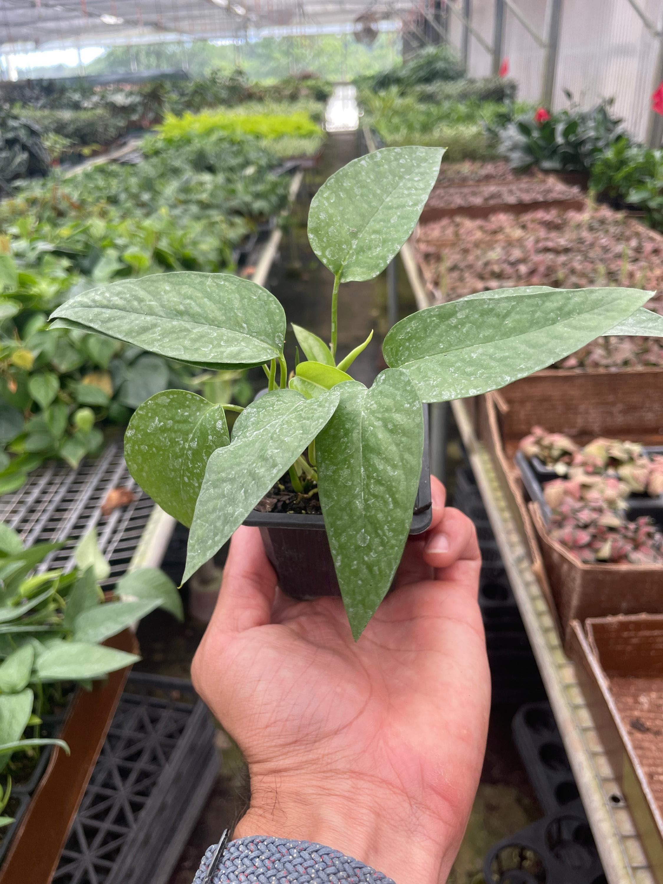 Pothos 'Cebu Blue' Indoor Plants 3" Pot Austin Jungle Co.