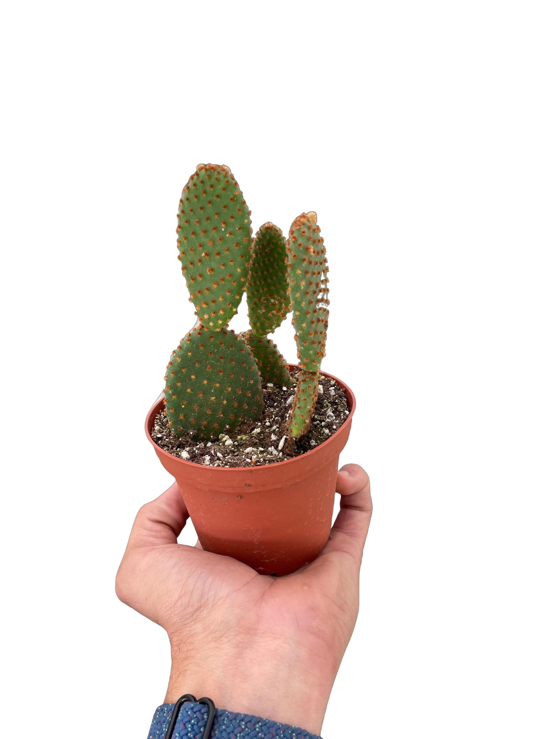 Opuntia 'Microdasys' (Bunny Ear Cactus) 4" Pot Austin Jungle Co.