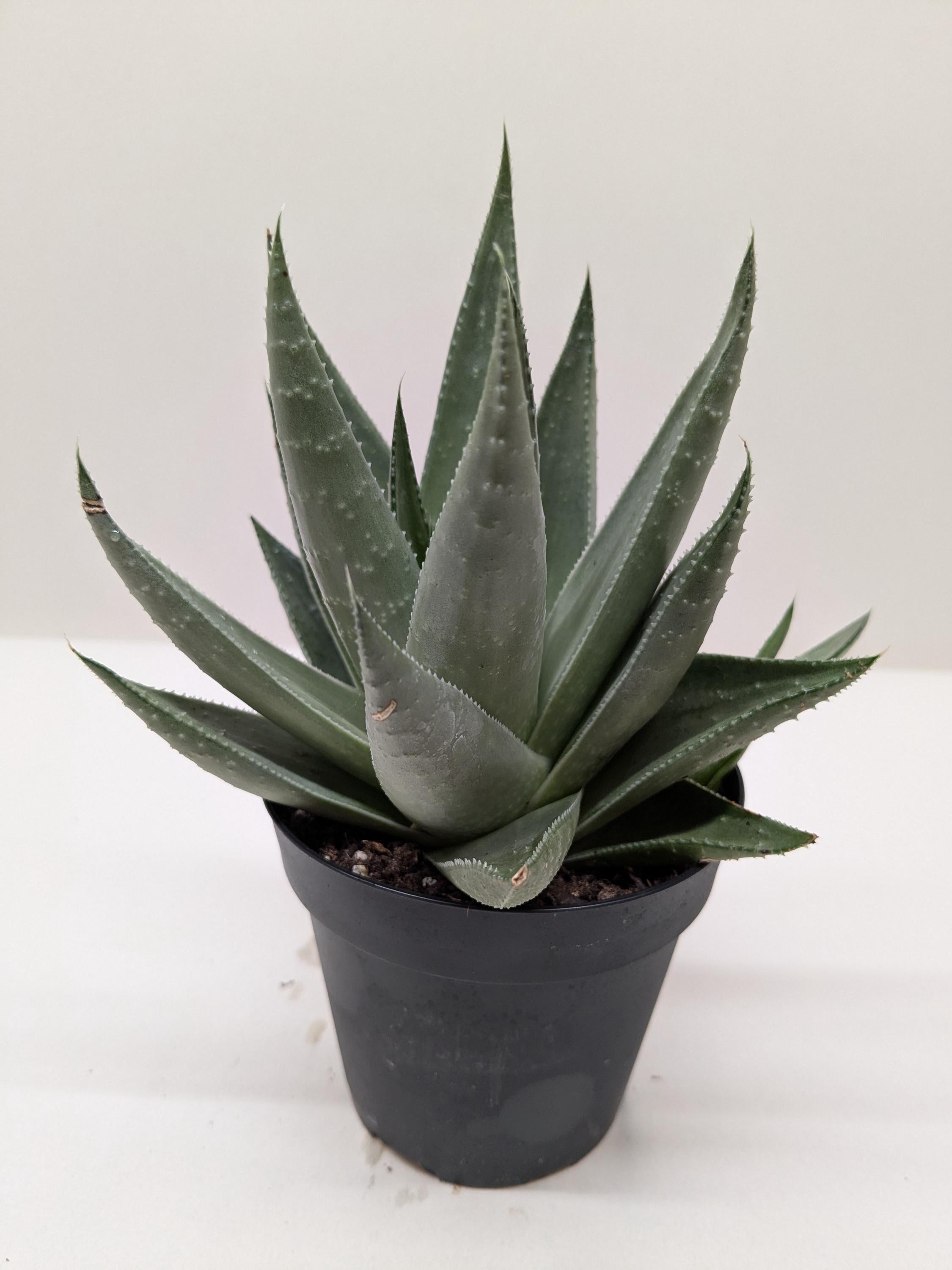 Succulent Haworthia Savanna