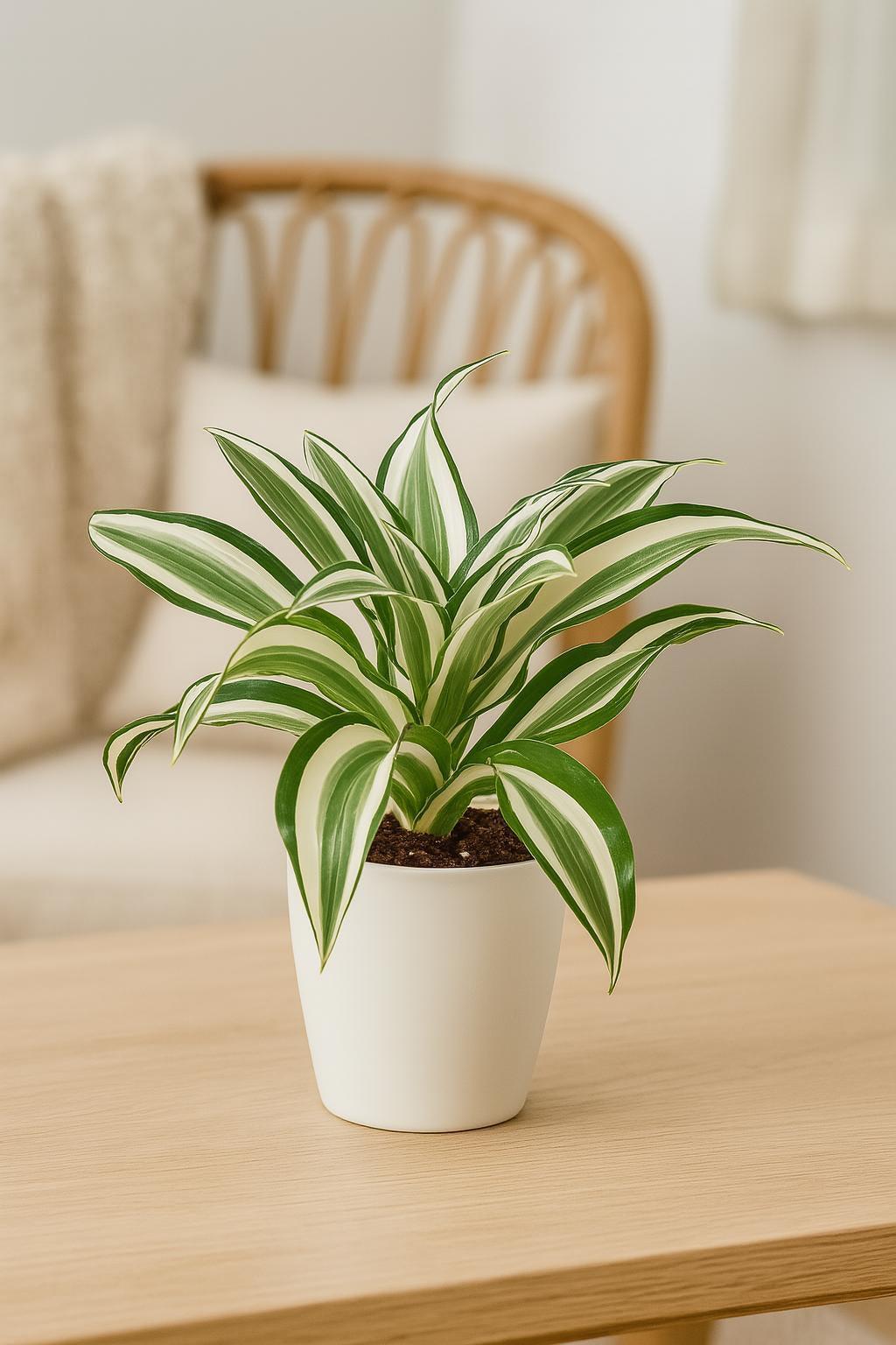 Dracaena 'Warneckii White Jewel'