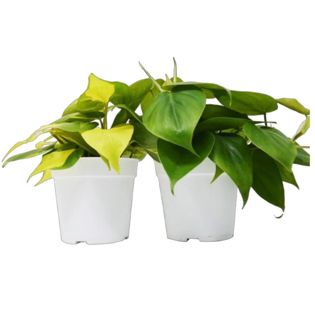 2 Philodendron Variety Pack - 4" Pots 4" Plant (2pk/$2) ($10 Ship/31oz) 4" Pot Austin Jungle Co.