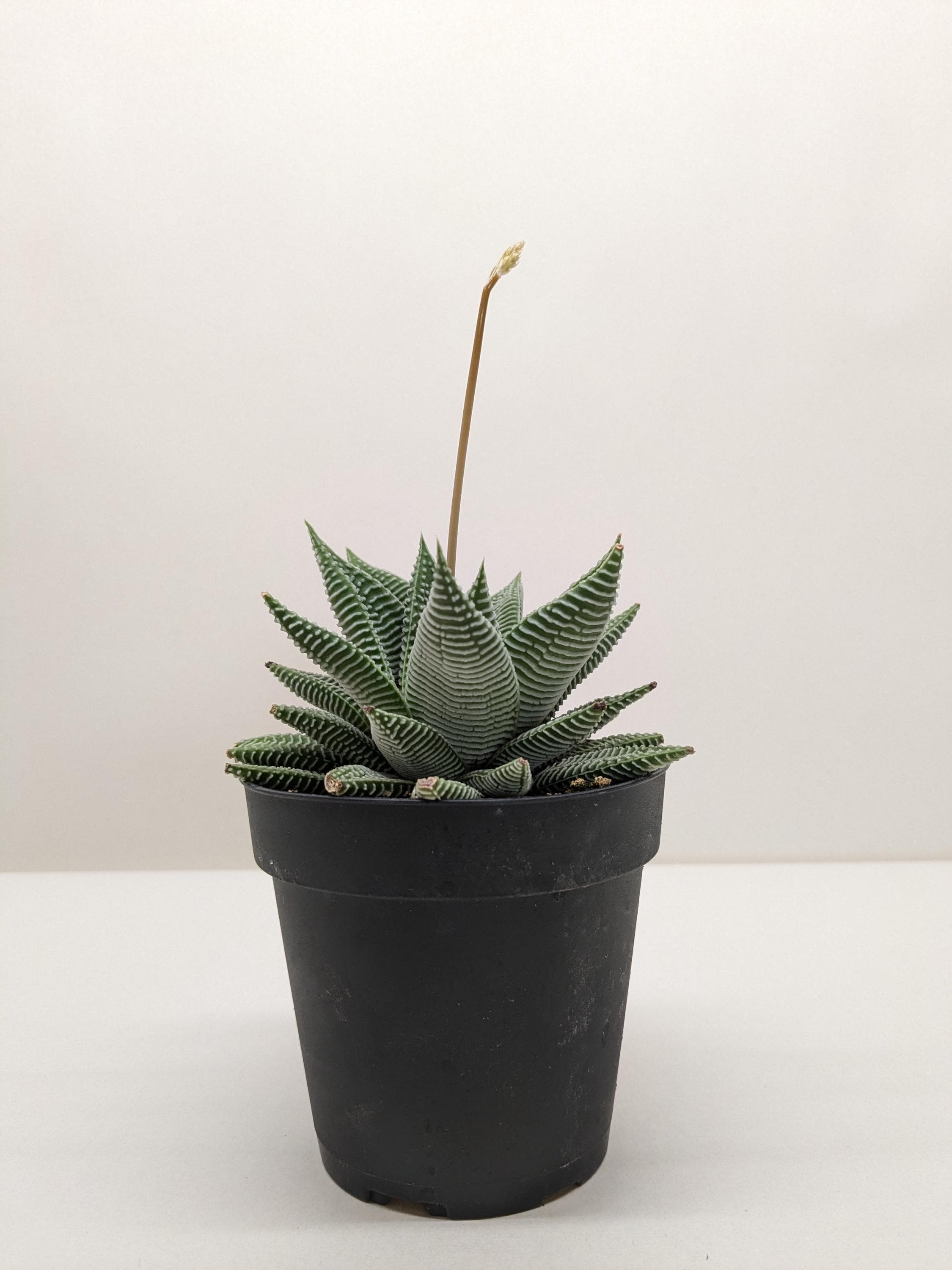 Succulent Haworthia Miami 3" Pot Austin Jungle Co.