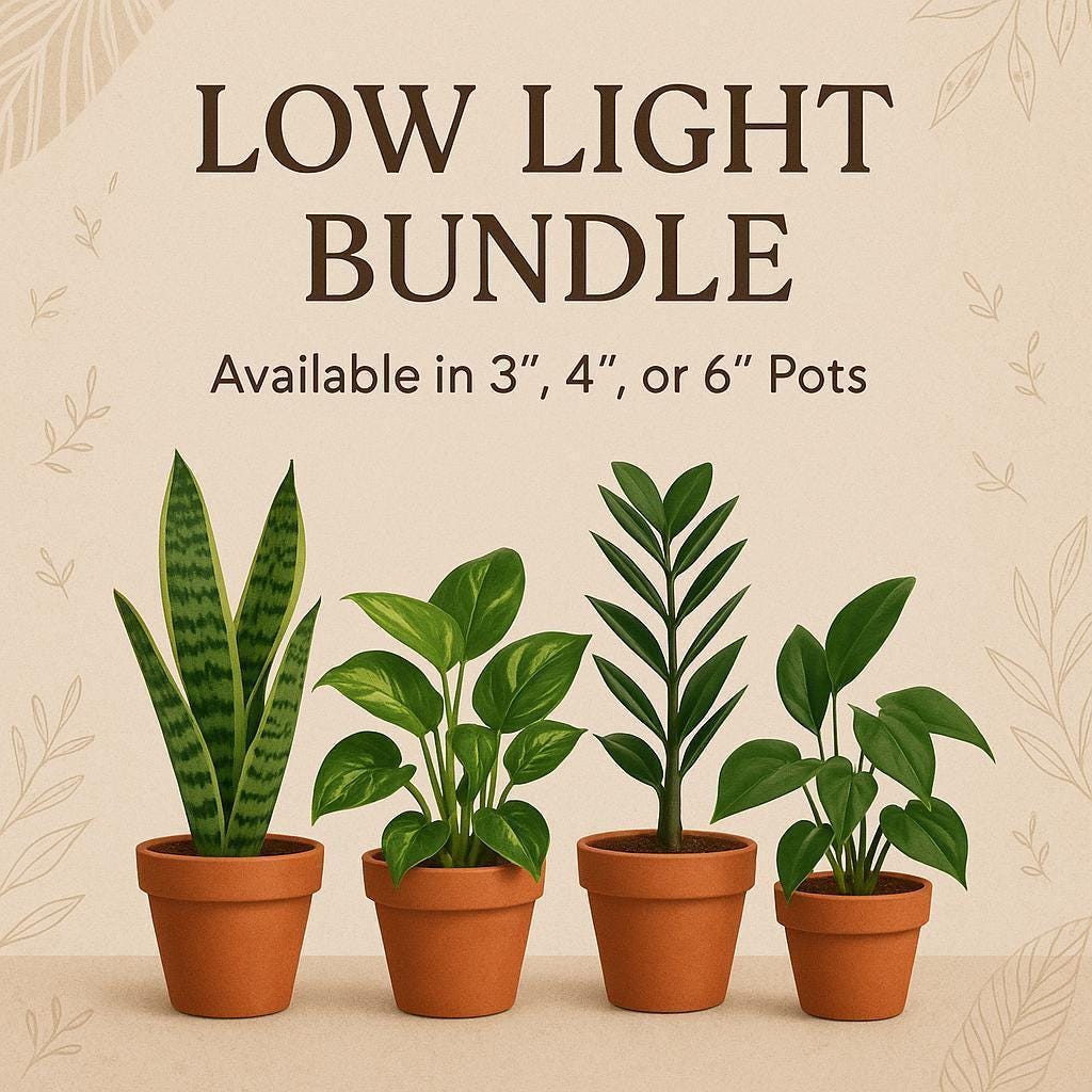 Low Light Plant Bundle‚ 4 Indoor Plants