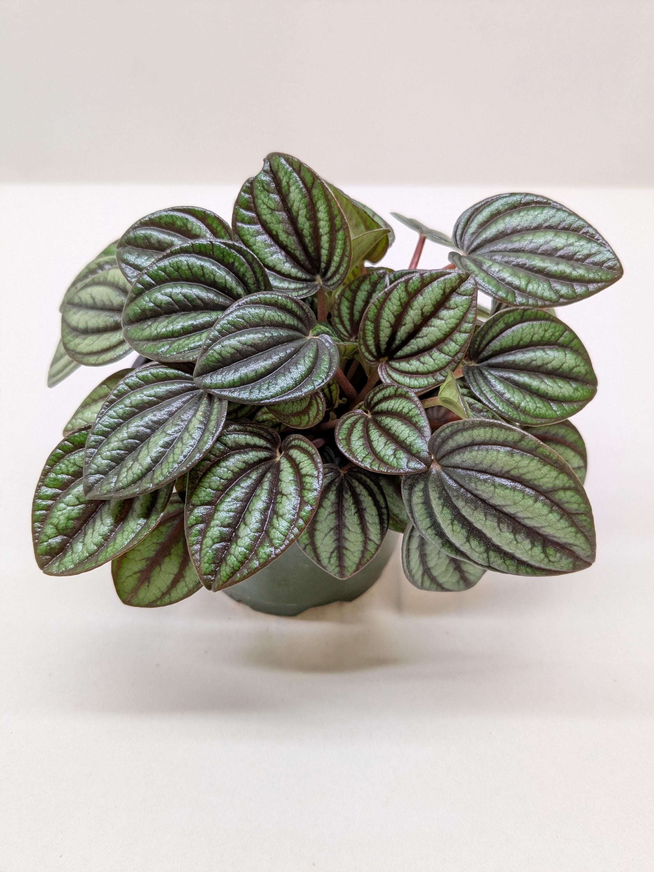 Peperomia 'Picollo Banda' Indoor Plants 4" Pot Austin Jungle Co.