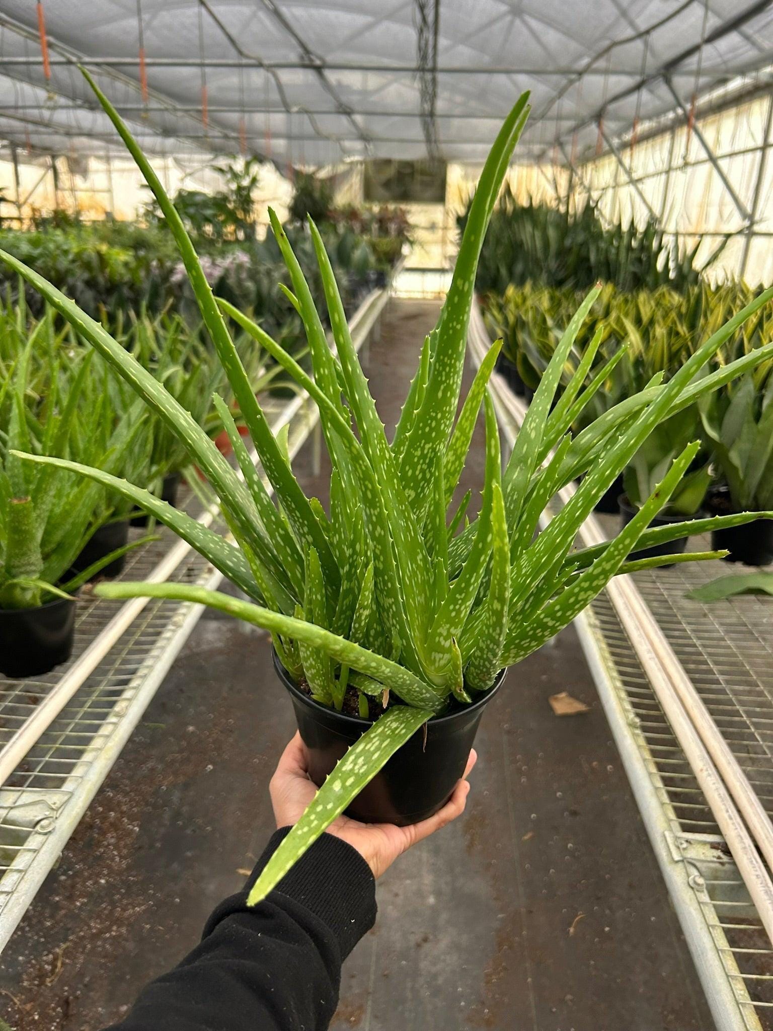 Aloe Vera Aloe 3" Pot / Nursery Pot Austin Jungle Co.