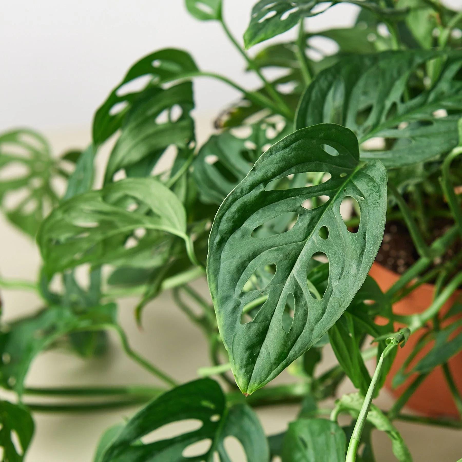 Monstera Adansonii 'Swiss Cheese' Indoor Plants 2" Pot / Nursery Pot Austin Jungle Co.