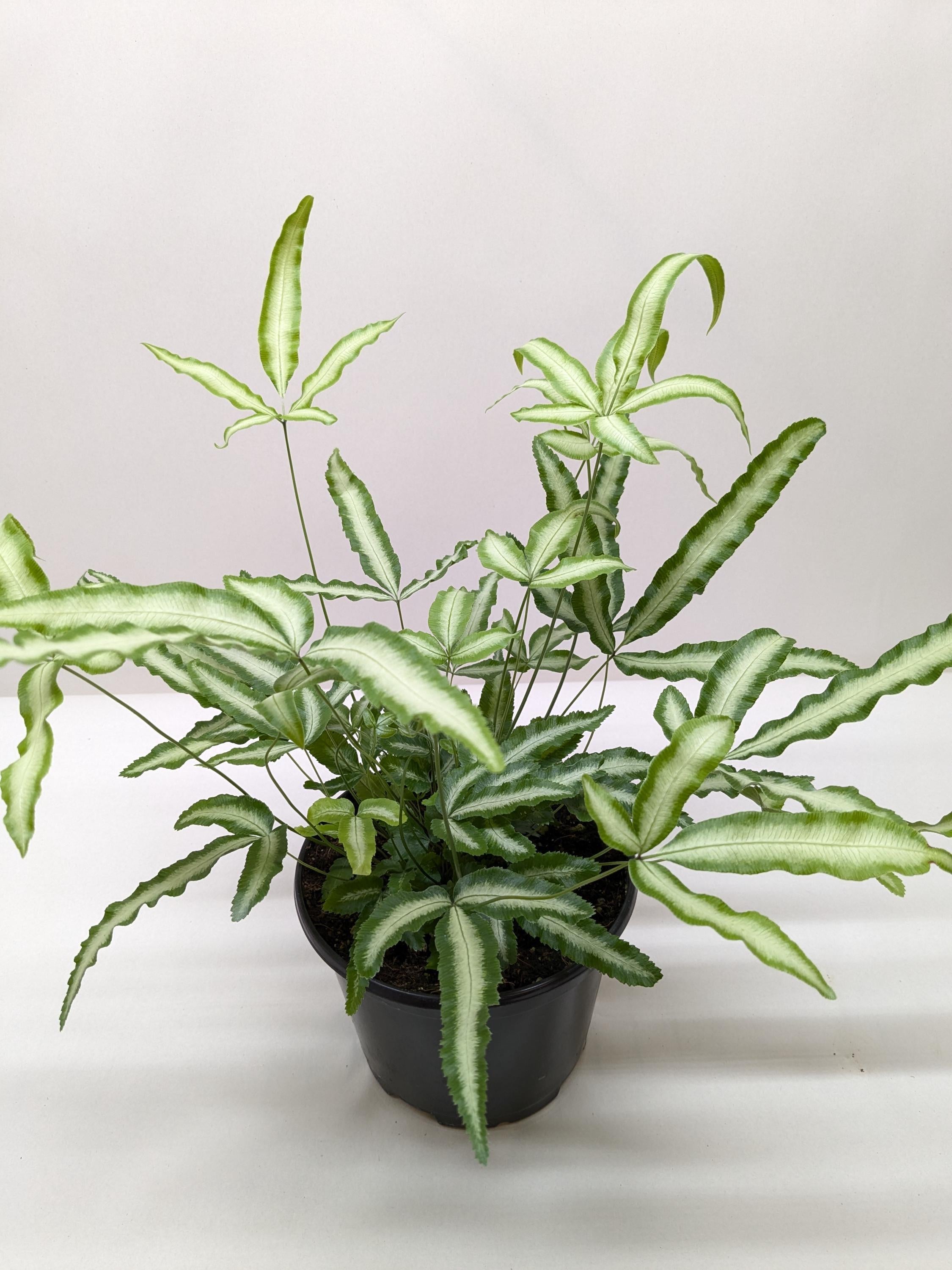 Pteris Cretica 'Albo Fern'
