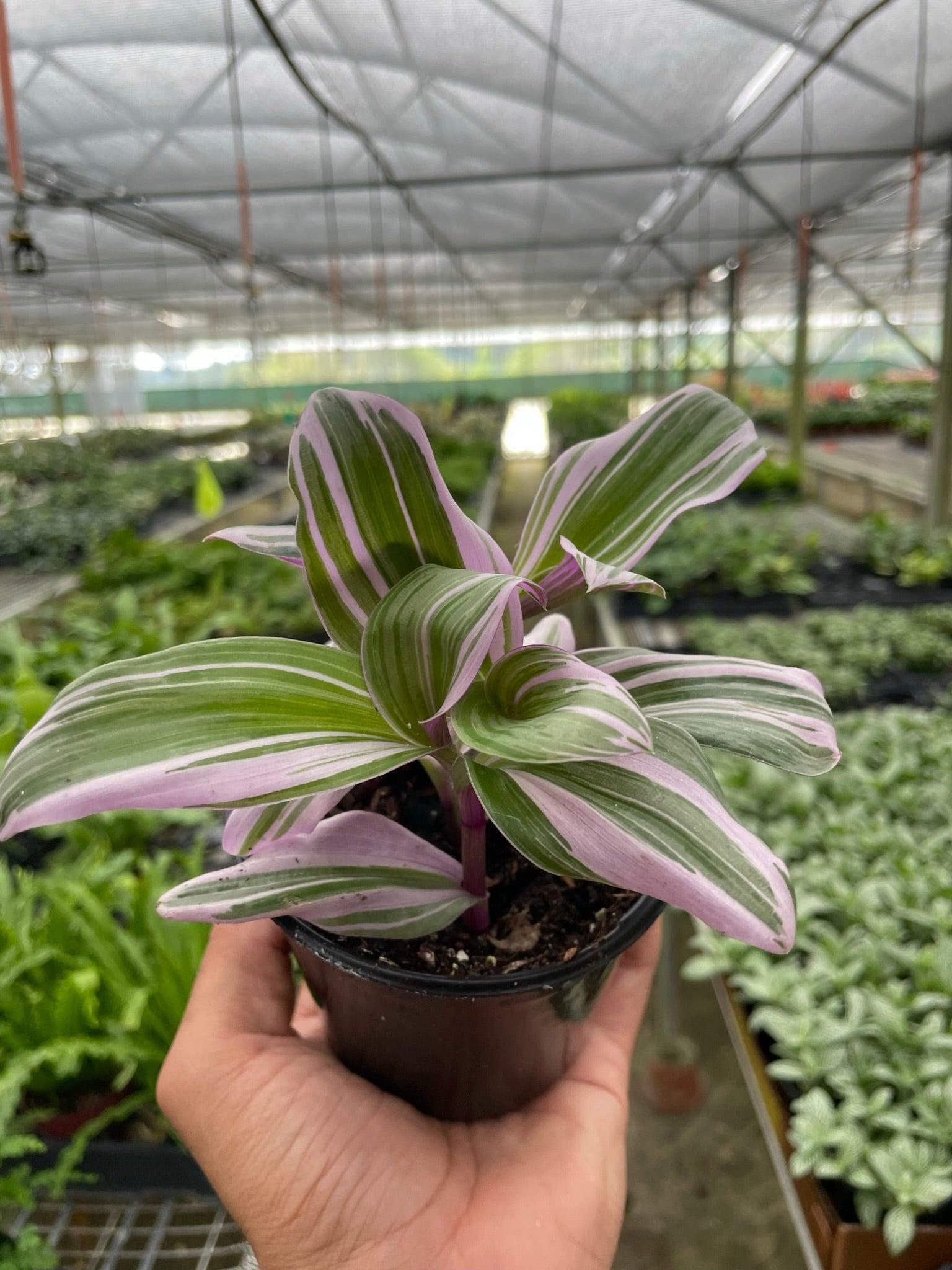 Tradescantia 'Nanouk' Indoor Plants 4" Pot Austin Jungle Co.