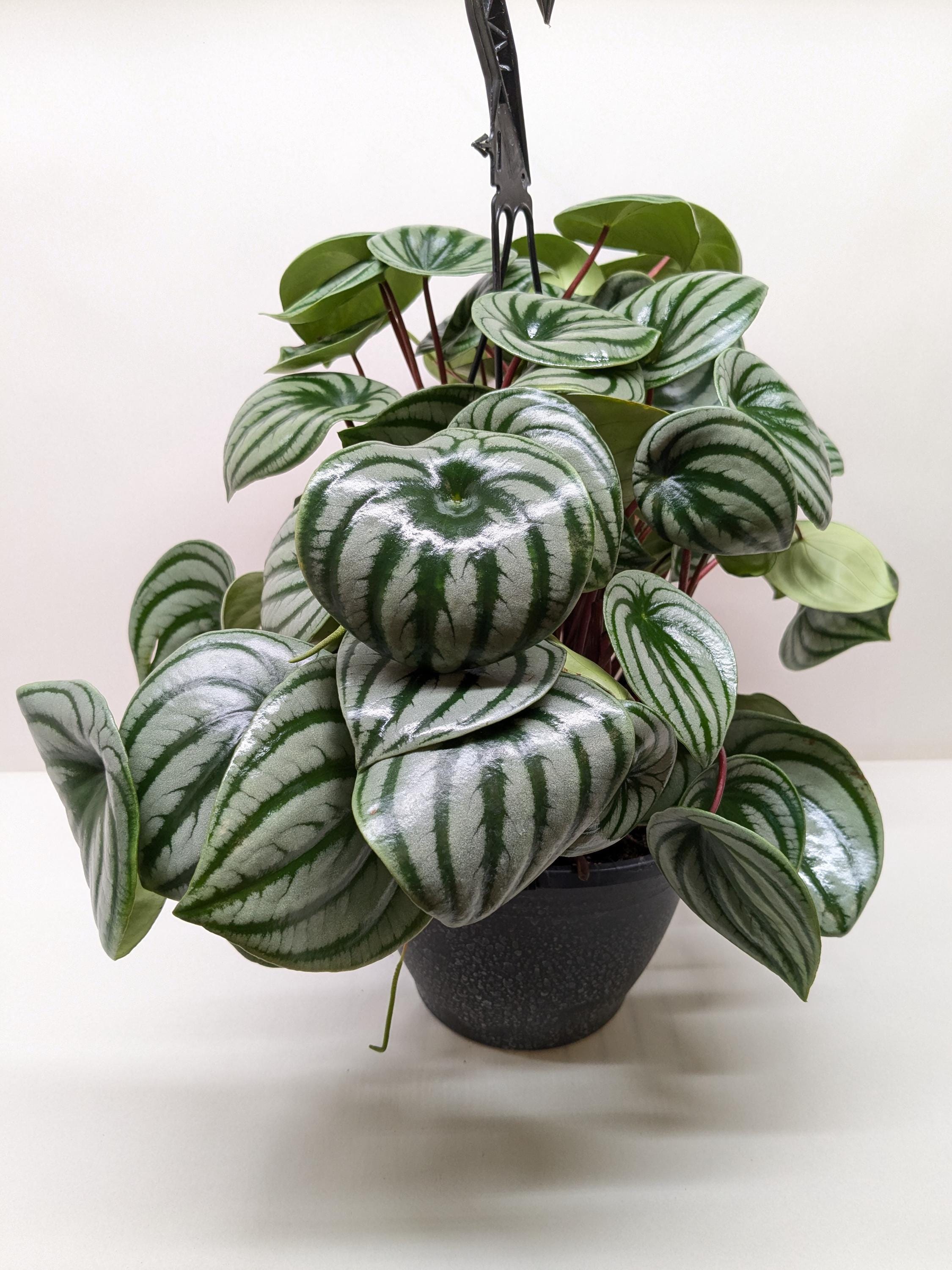 Peperomia Watermelon Indoor Plants 4" Pot / Terra Cotta Eco Pot Austin Jungle Co.
