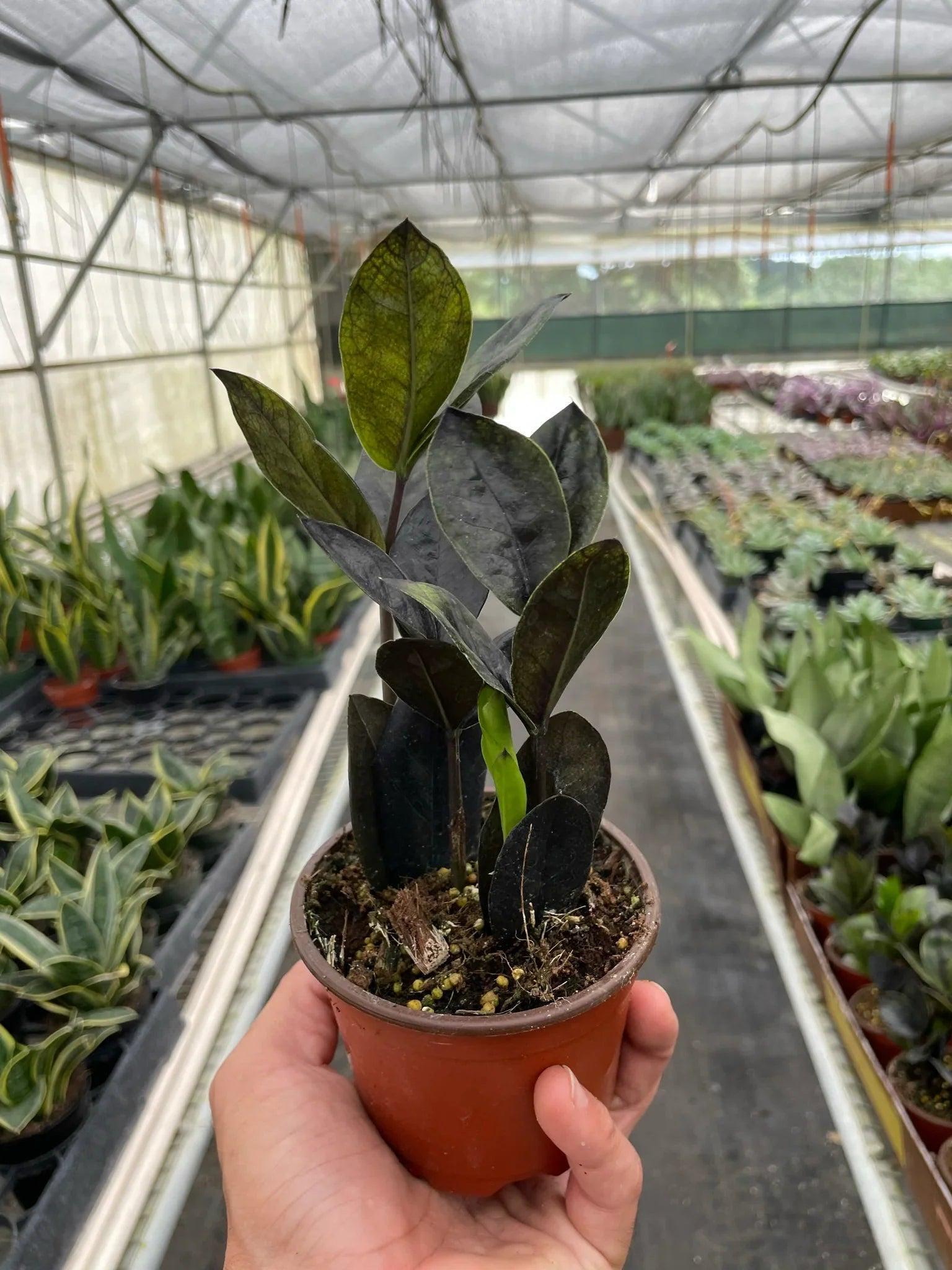 ZZ Zamioculcas 'Black Queen' Indoor Plants Nursery Pot / 4" Pot Austin Jungle Co.