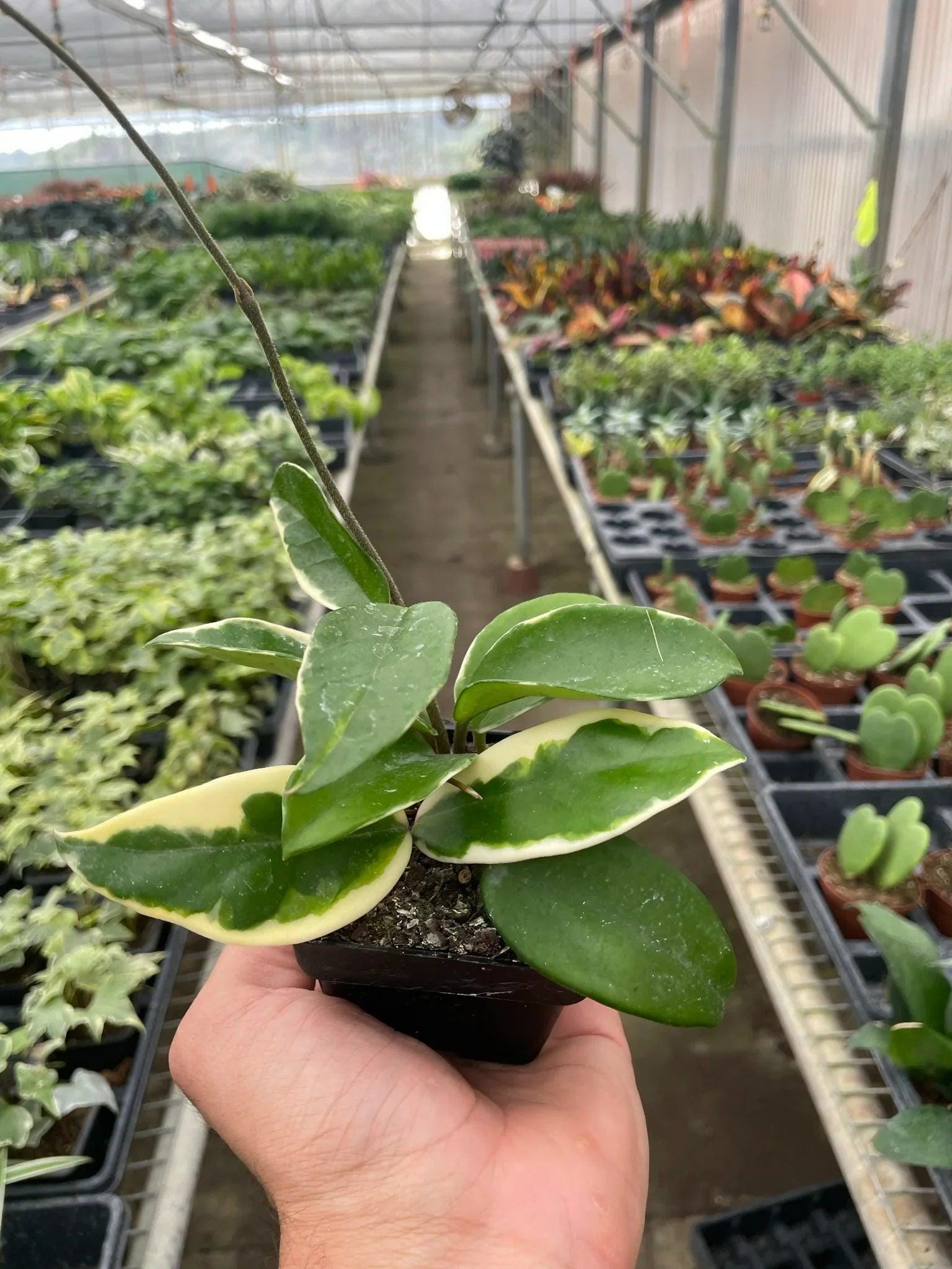 Hoya Carnosa 'Tricolor' Indoor Plants 3" Pot Austin Jungle Co.