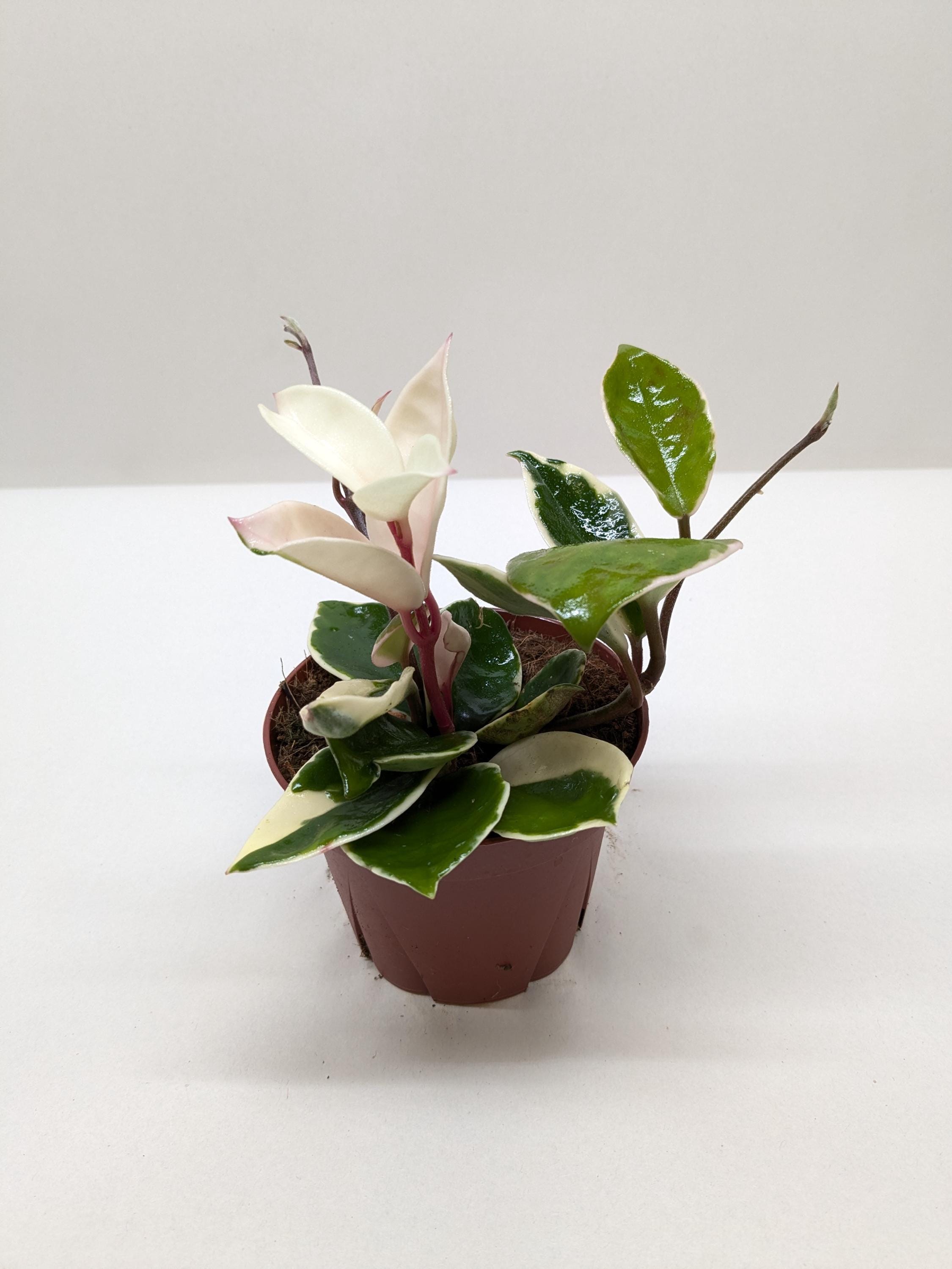 Hoya Carnosa 'Tricolor' Indoor Plants 3" Pot Austin Jungle Co.