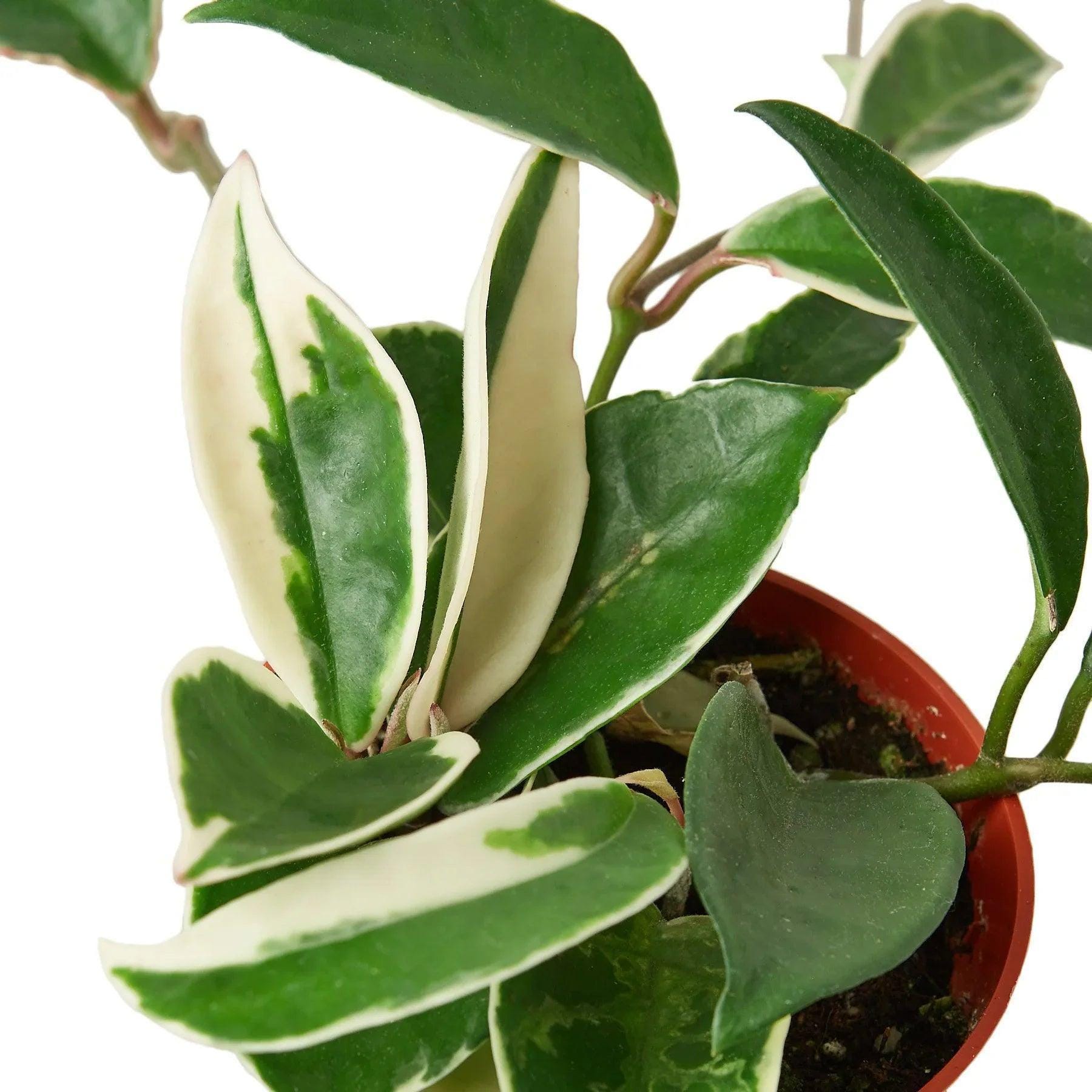Hoya Carnosa 'Tricolor' Indoor Plants 3" Pot Austin Jungle Co.