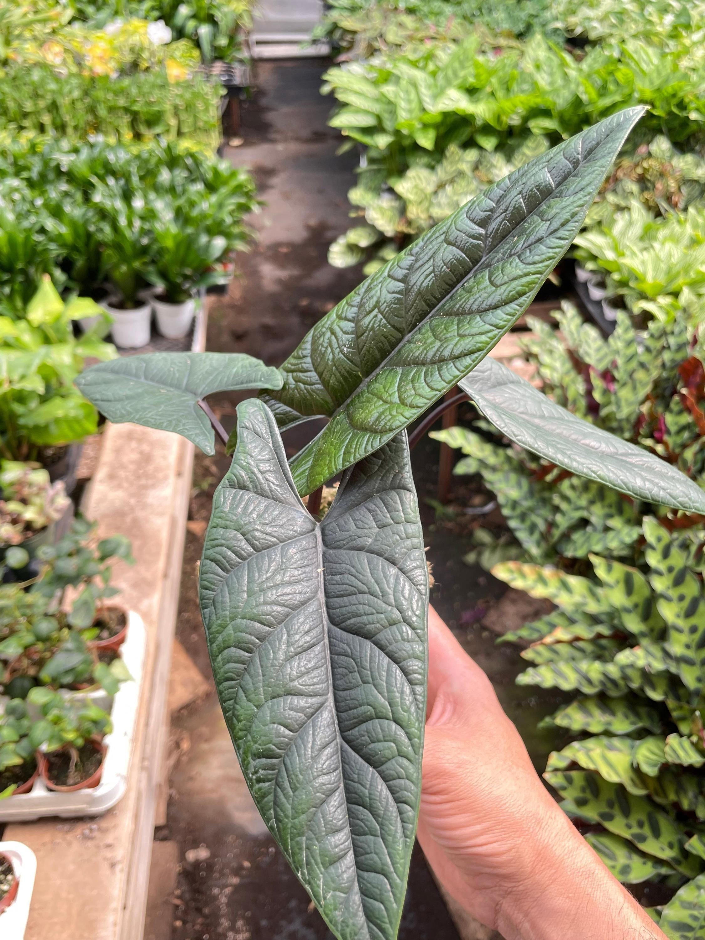 Alocasia 'Scalprum' Indoor Plants 4" Pot Austin Jungle Co.