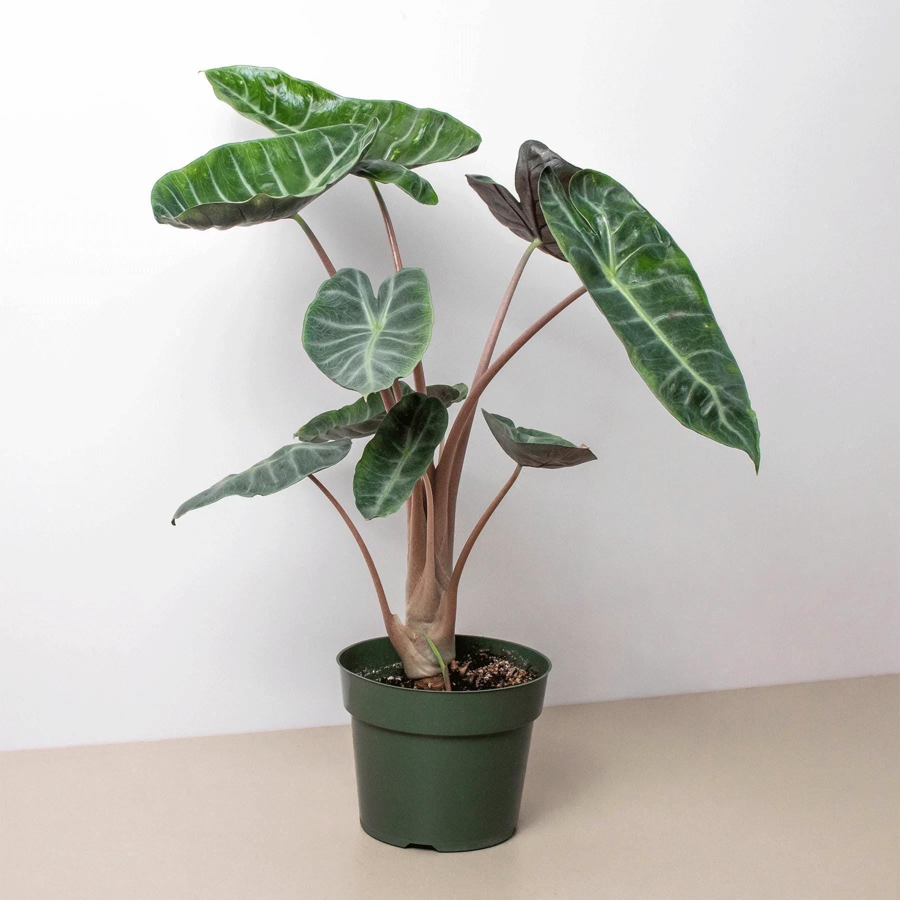 Alocasia Pink Dragon Indoor Plants 6" Pot Austin Jungle Co.