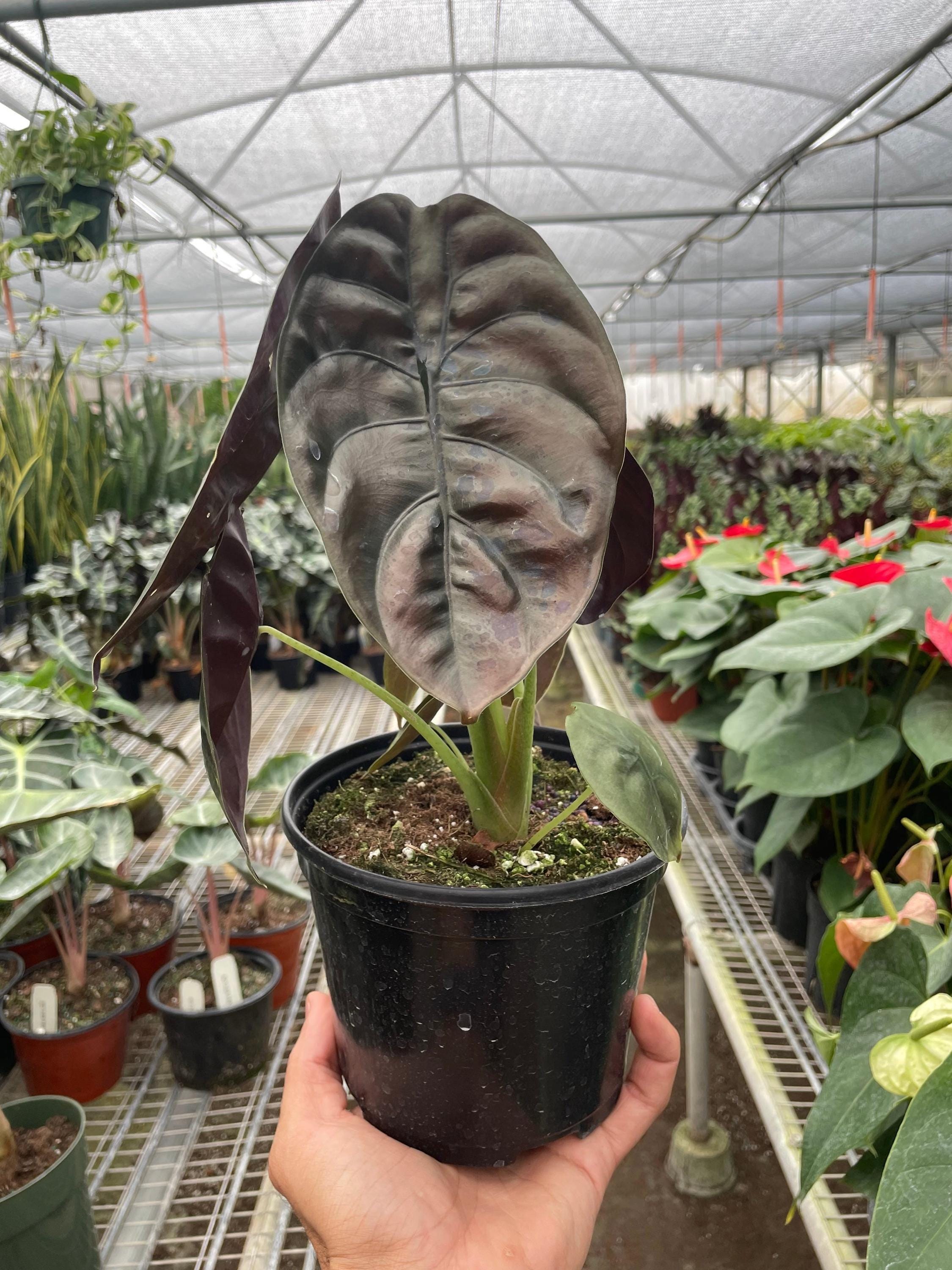 Alocasia 'Red Secret' 4" Pot Austin Jungle Co.