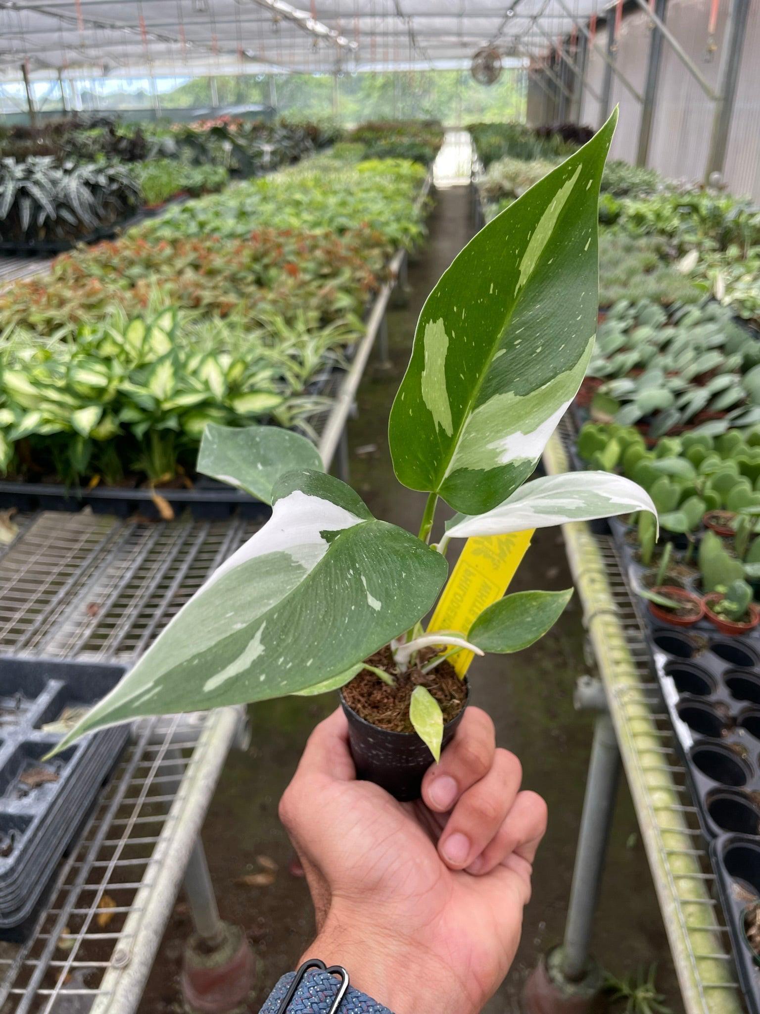 Philodendron 'White Princess' Indoor Plants 2" Pot Austin Jungle Co.