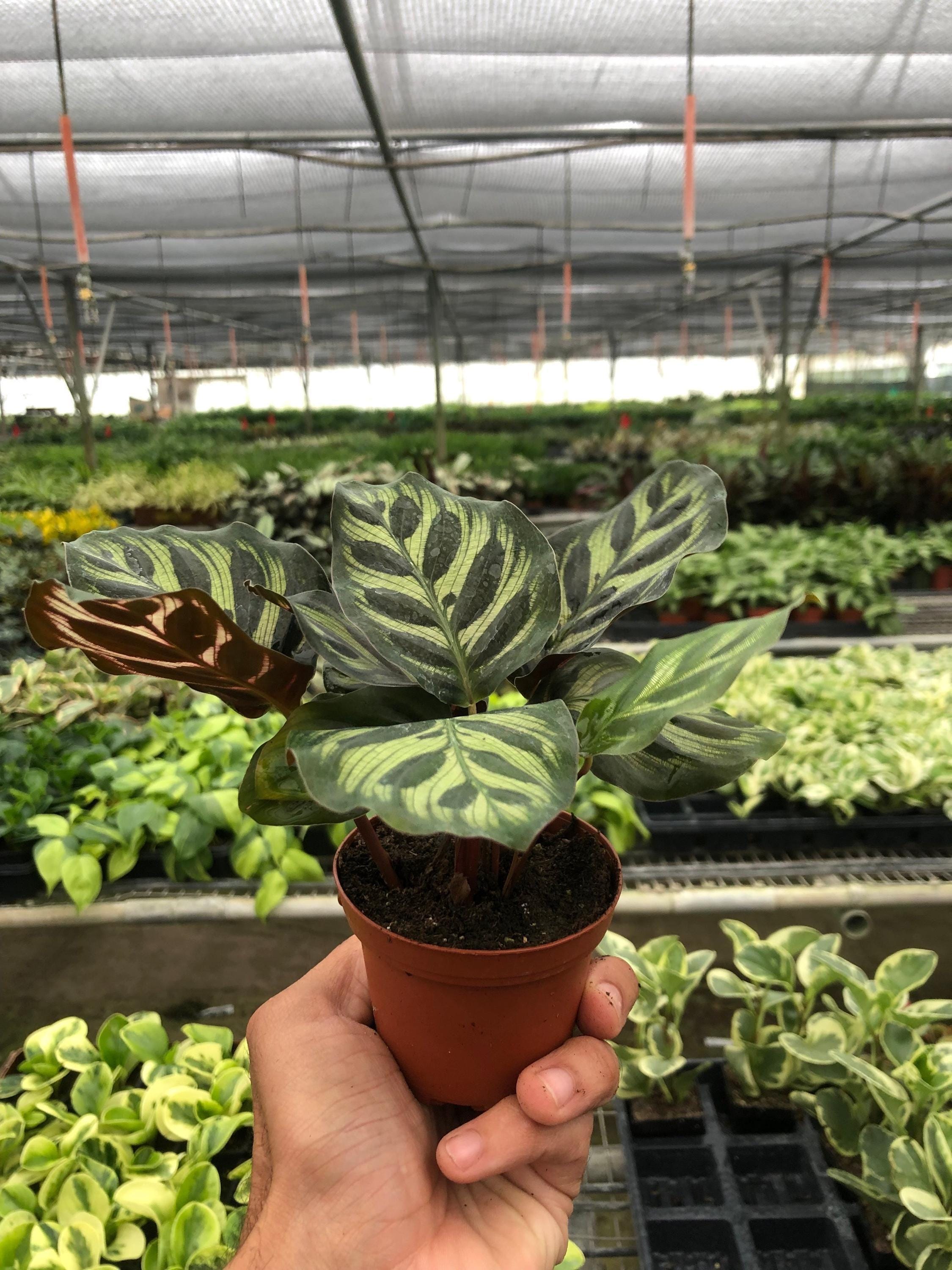 Calathea 'Makoyana' 4" Plant 2" Pot Austin Jungle Co.