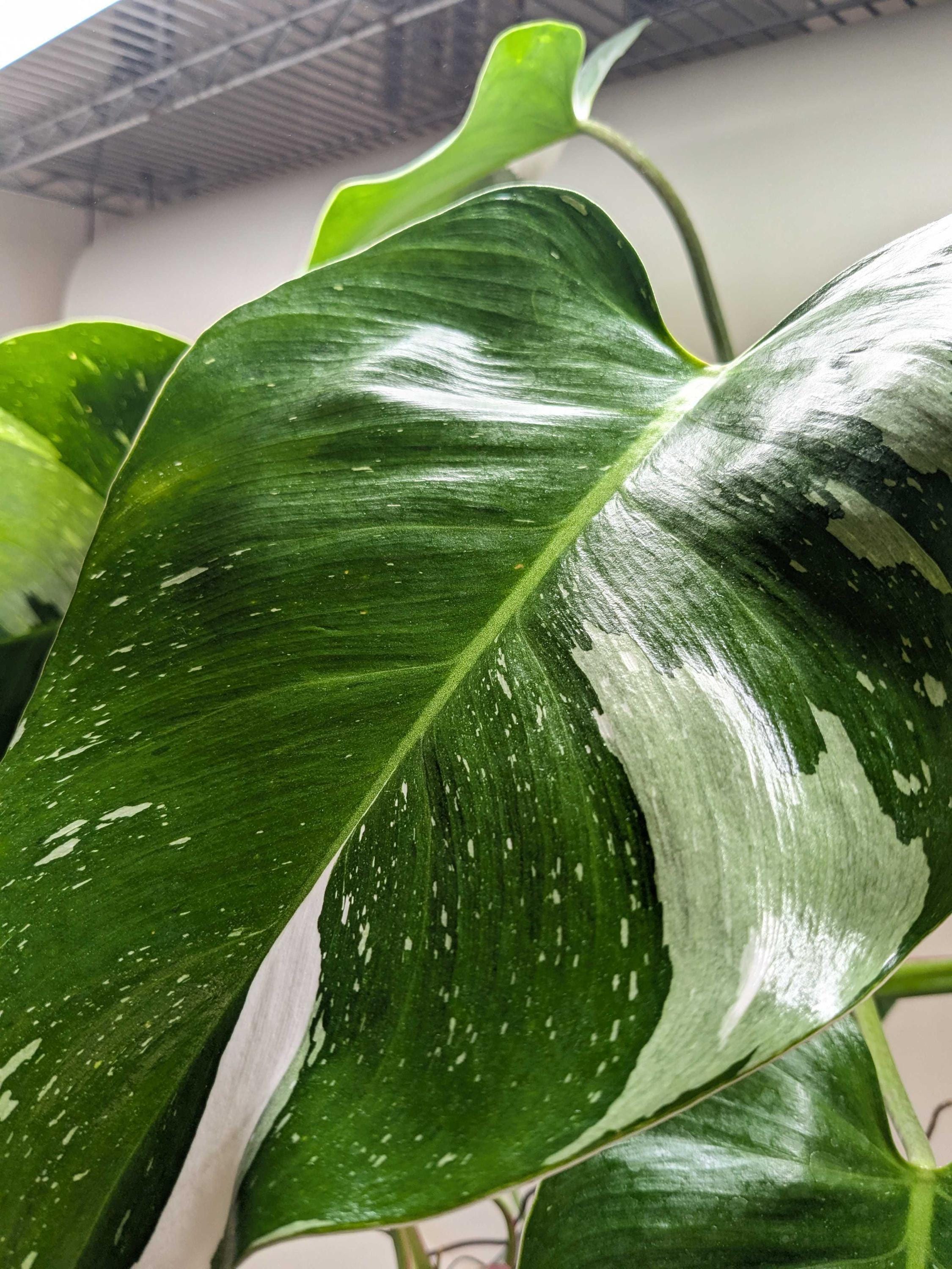 Philodendron 'White Princess' Indoor Plants 2" Pot Austin Jungle Co.