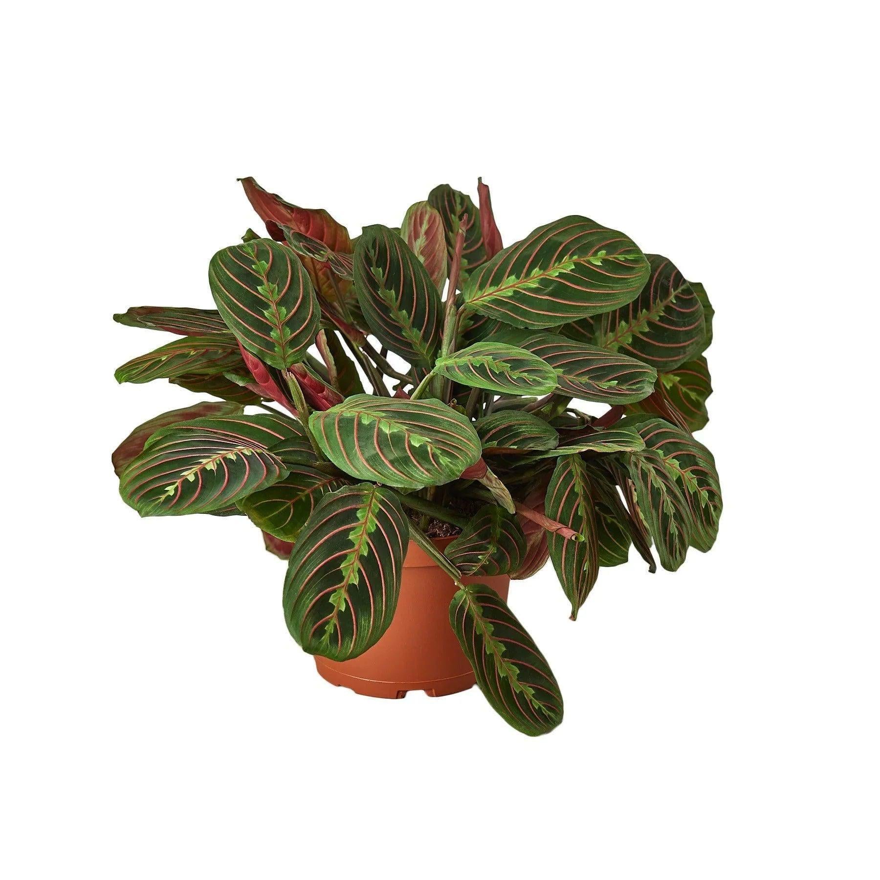 Maranta Red Prayer Plant