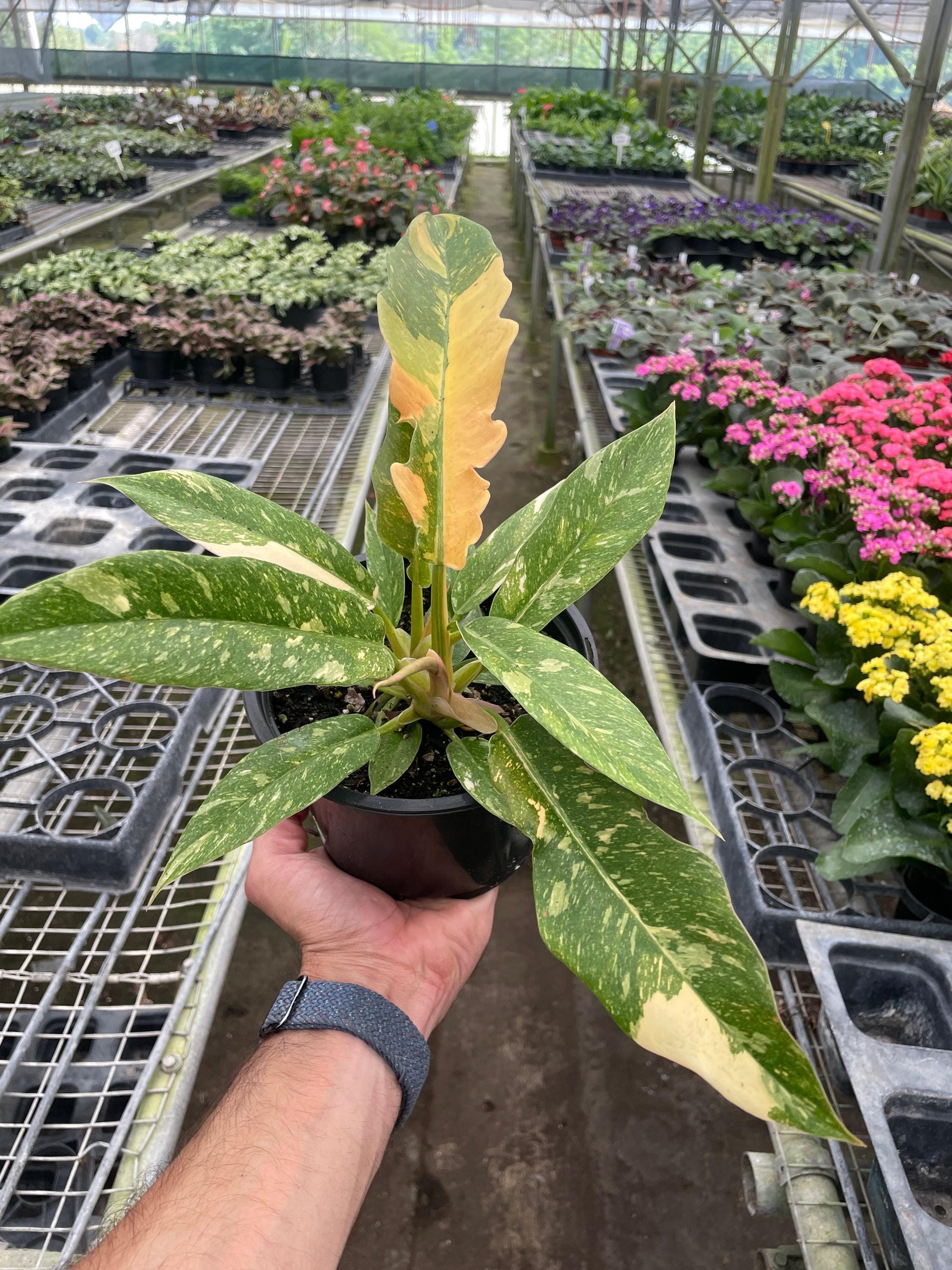 Philodendron Ring of Fire Variegated Indoor Plants 2" Pot Austin Jungle Co.