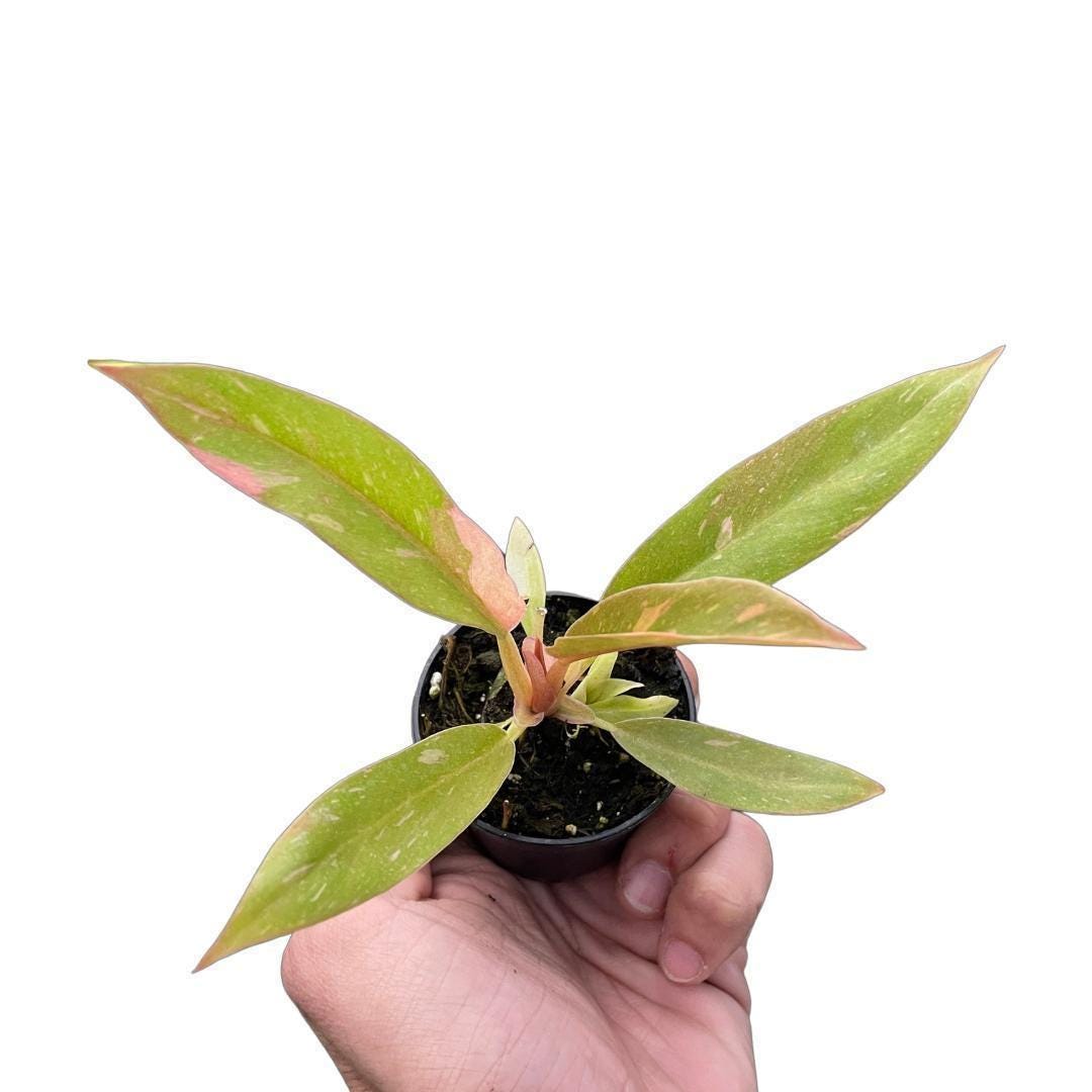 Philodendron Ring of Fire Variegated