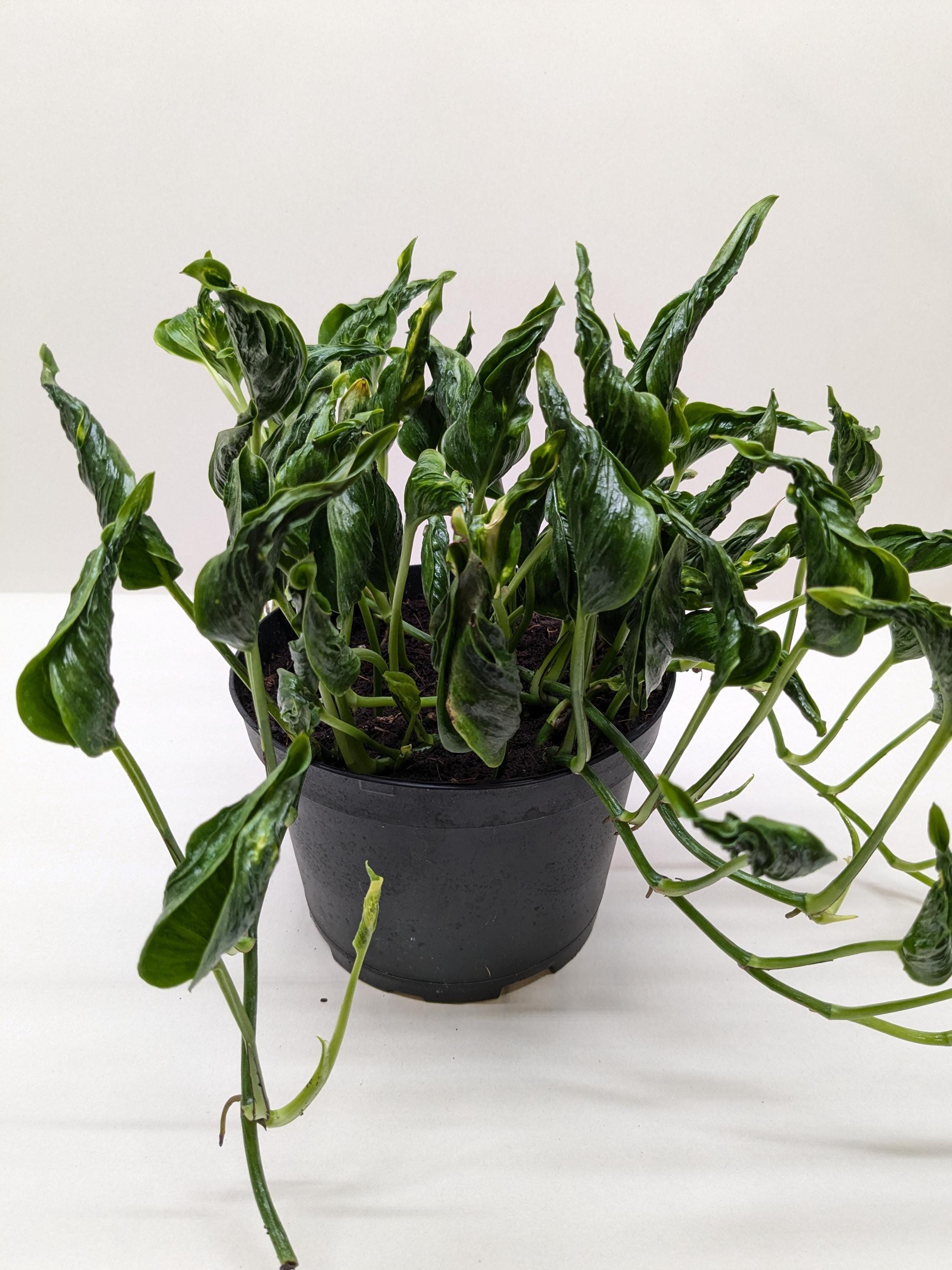 Pothos 'Shangri La' 3" Pot Austin Jungle Co.