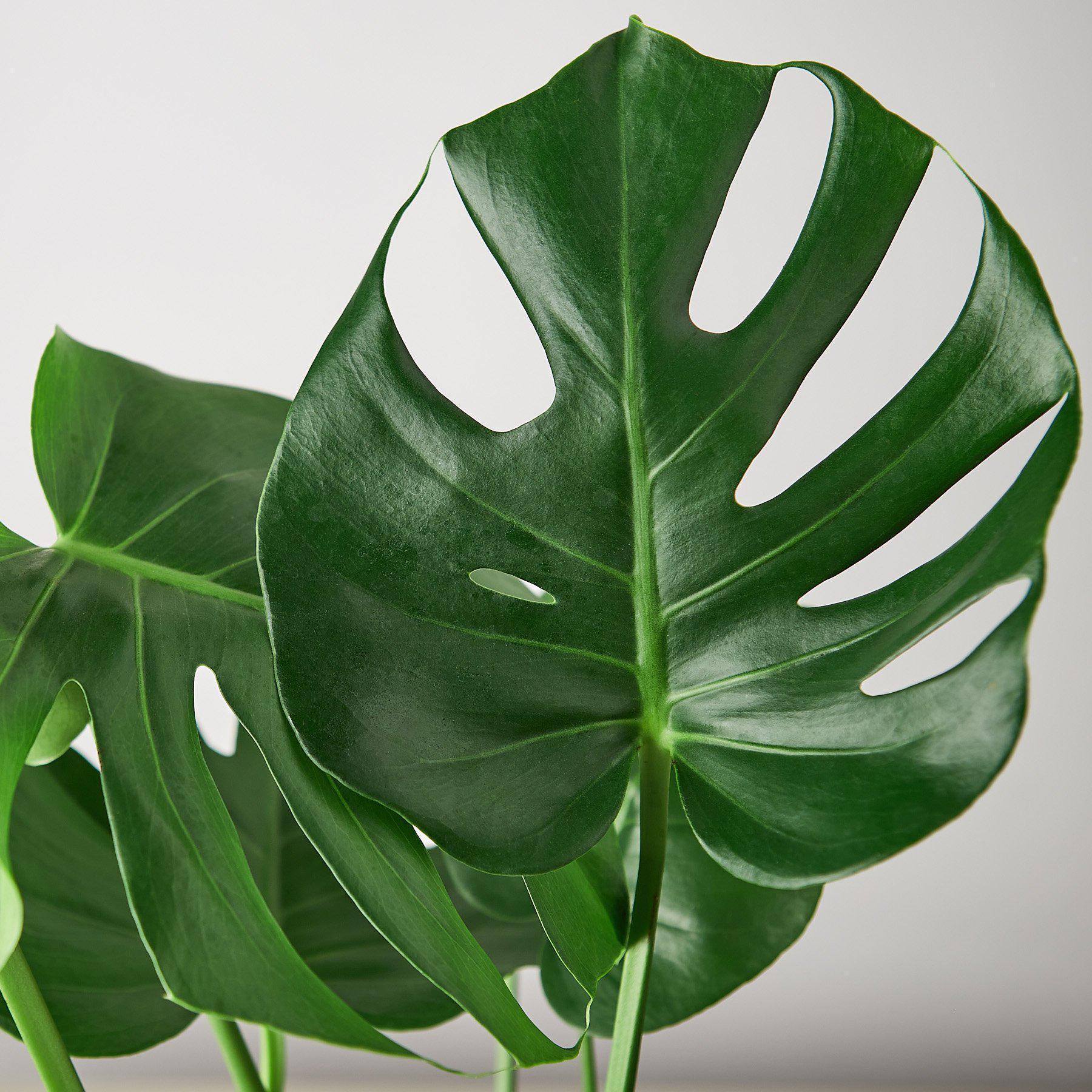 Monstera Deliciosa Split-Leaf Indoor Plants 2" Pot / Nursery Pot Austin Jungle Co.