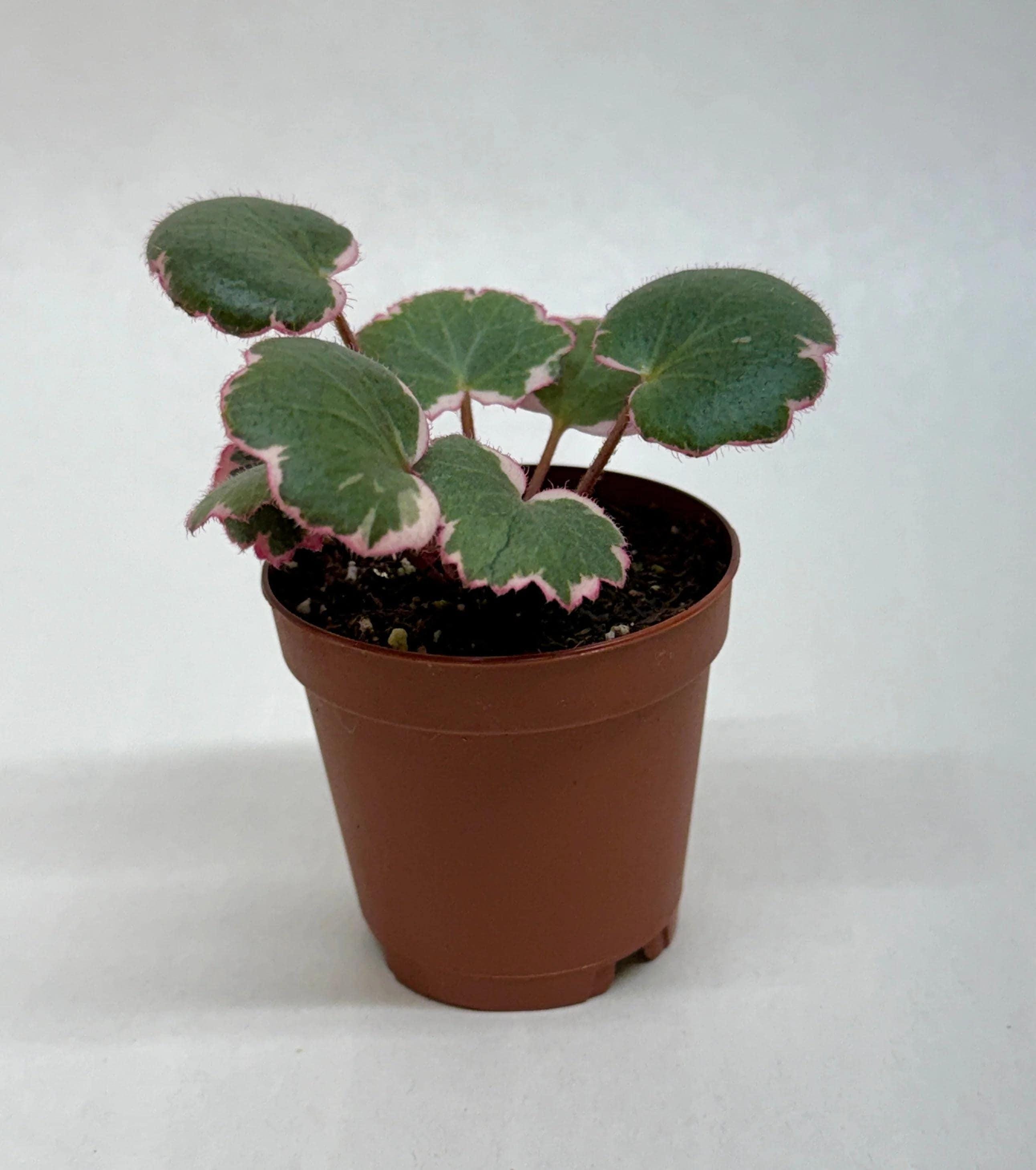 Saxifraga Tricolor Succulent 3" Pot Austin Jungle Co.